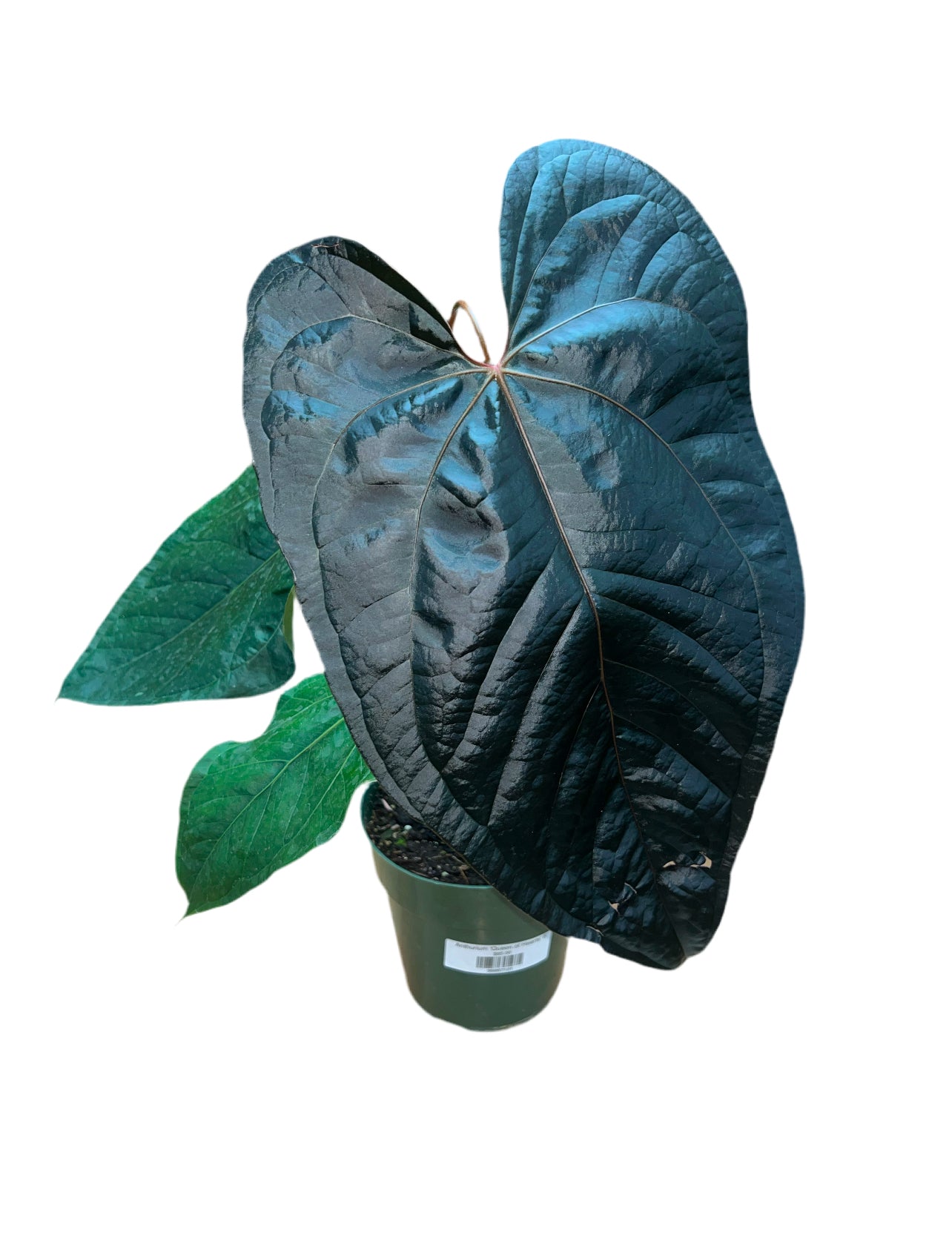 anthurium queen Anthurium 'Queen of Hearts' 6