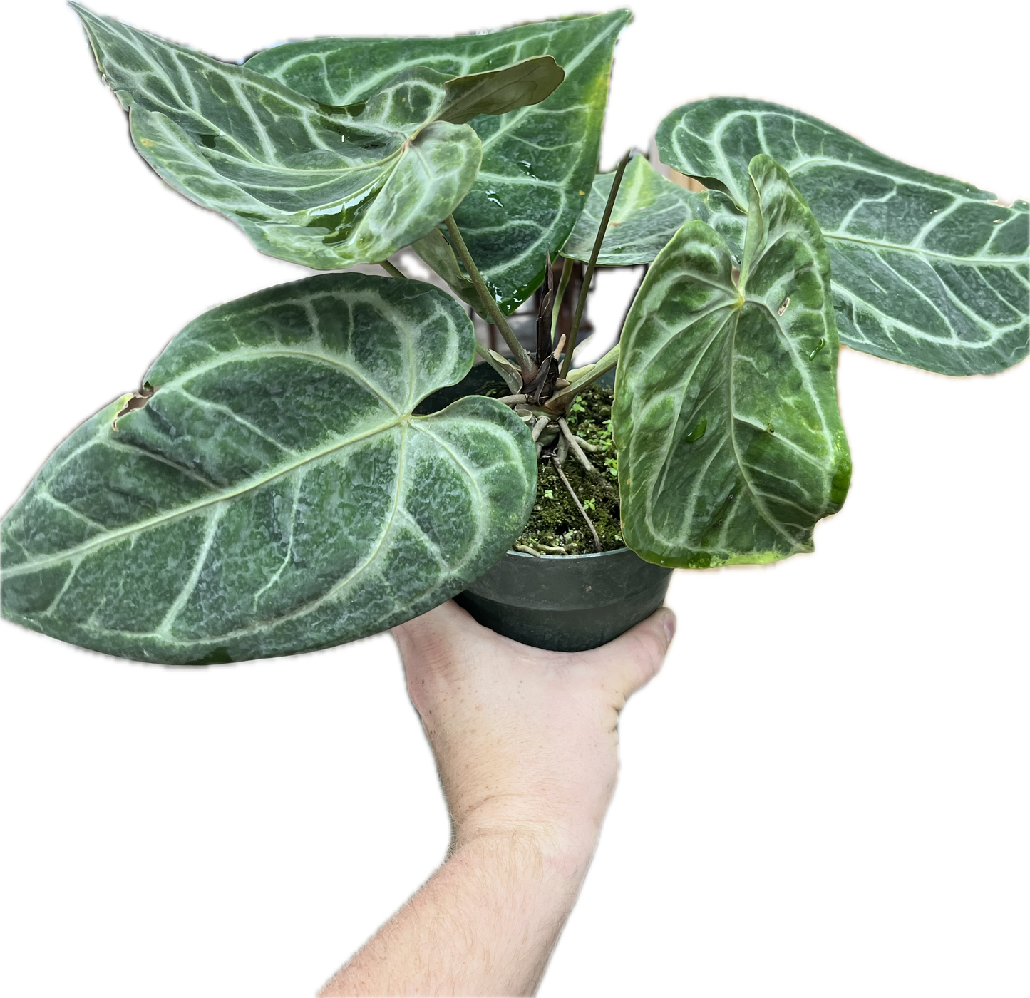 Anthurium 'SKG Grey' 6"