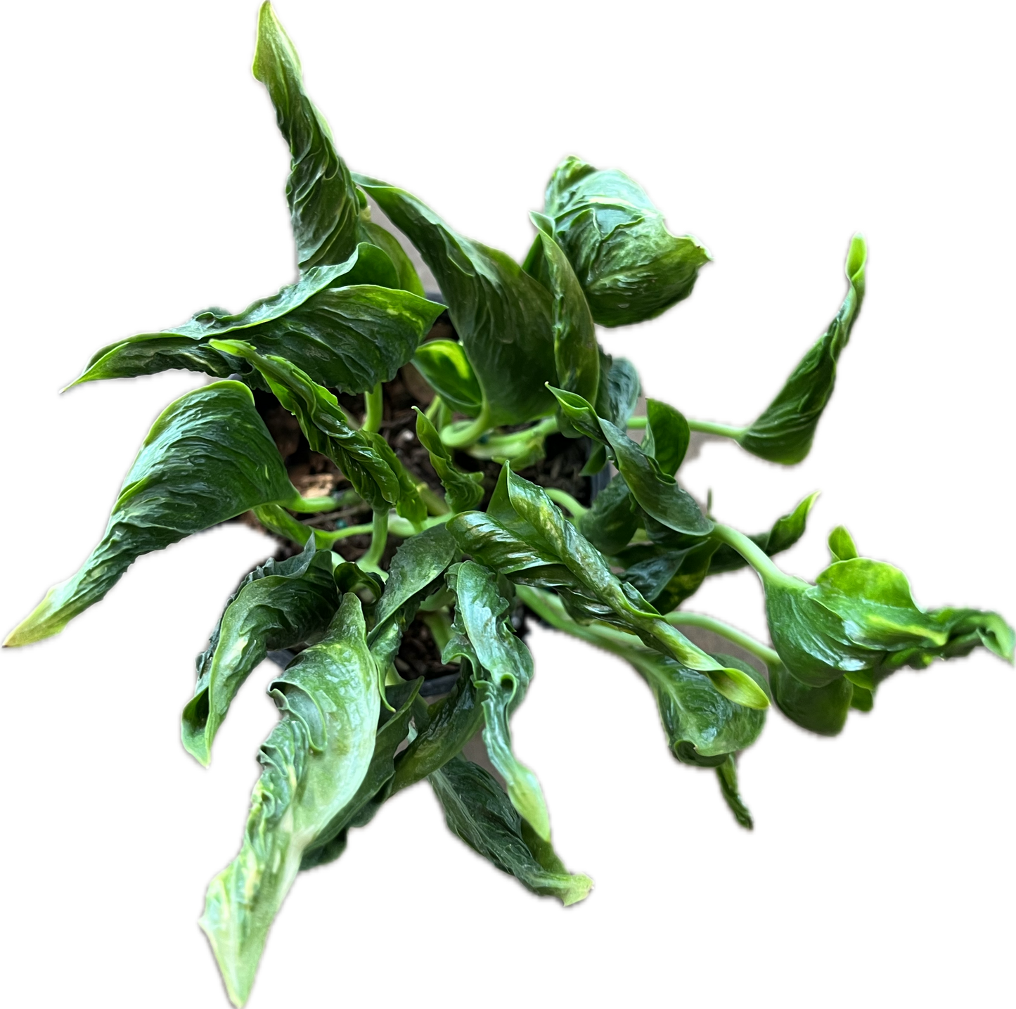 Epipremnum 'Shangri La' 4"