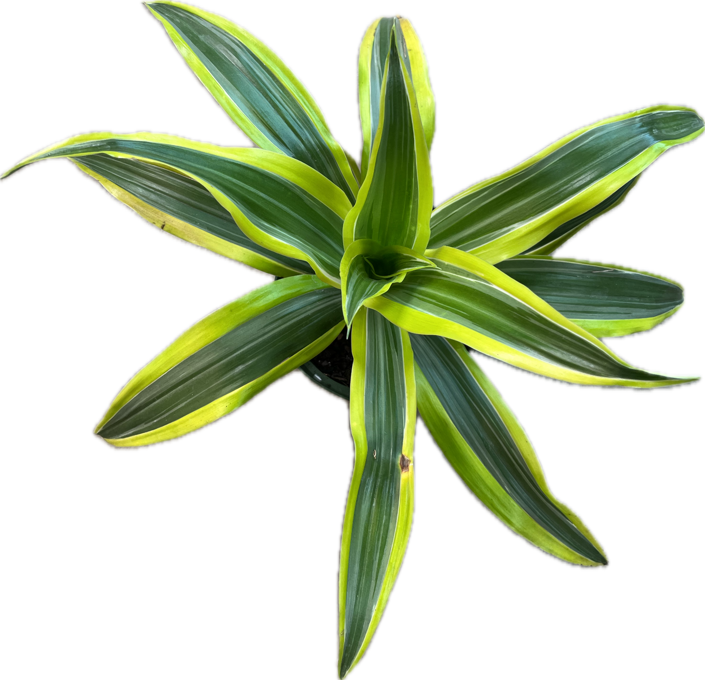 Dracaena 'Lemon Lime' 6"