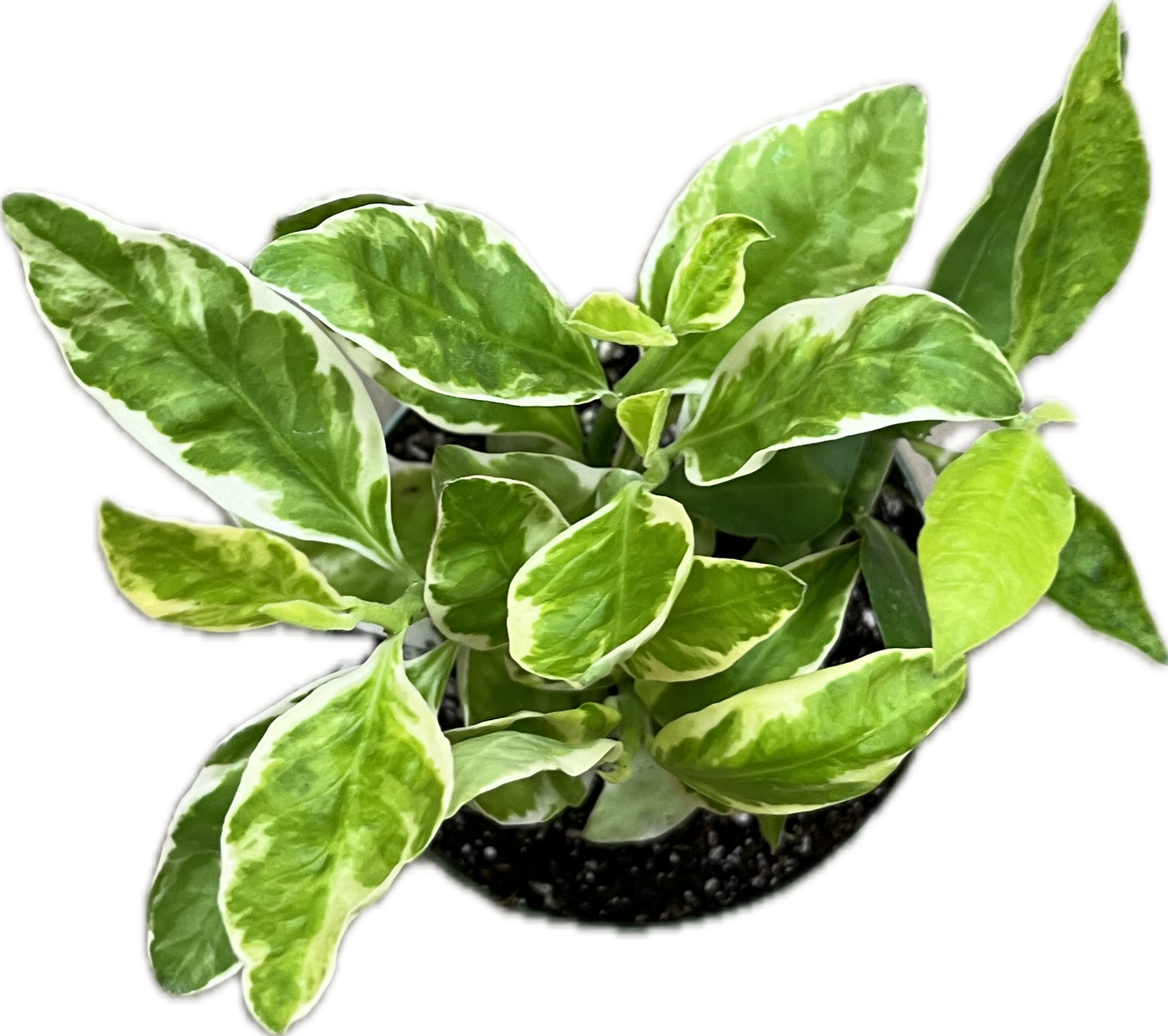 Euphorbia 'Devils Backbone' 4"