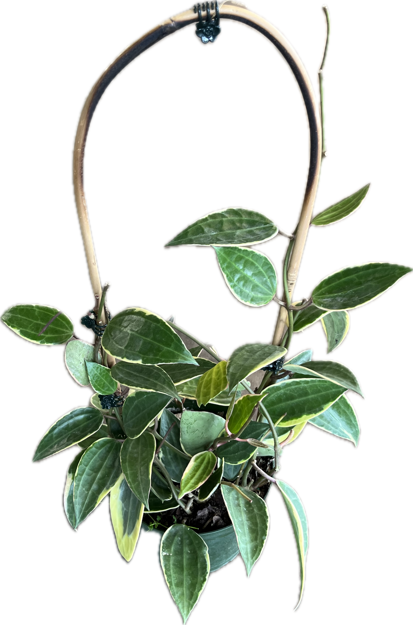 Hoya 'Macrophylla'