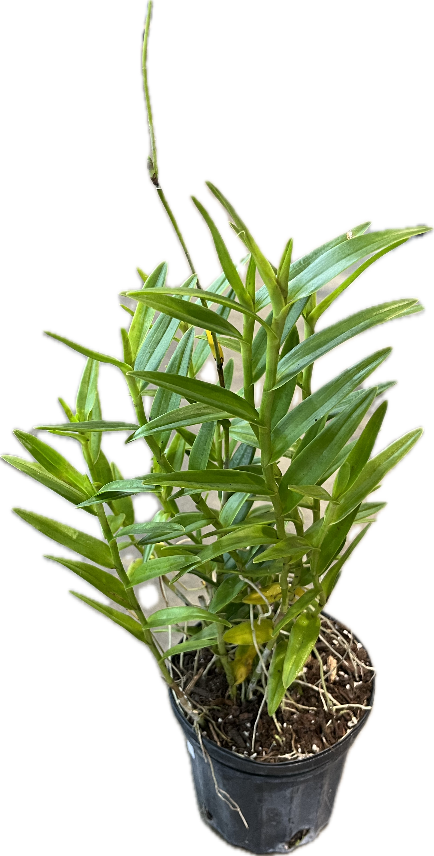Epidendron Orchid 6"