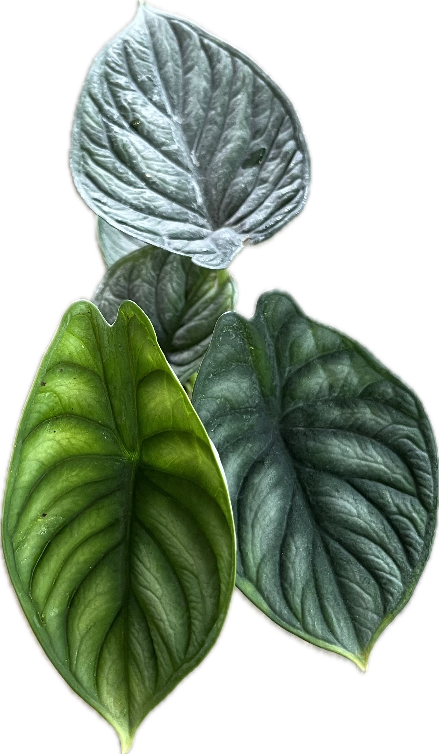 Alocasia 'Dragon Scale' 4"