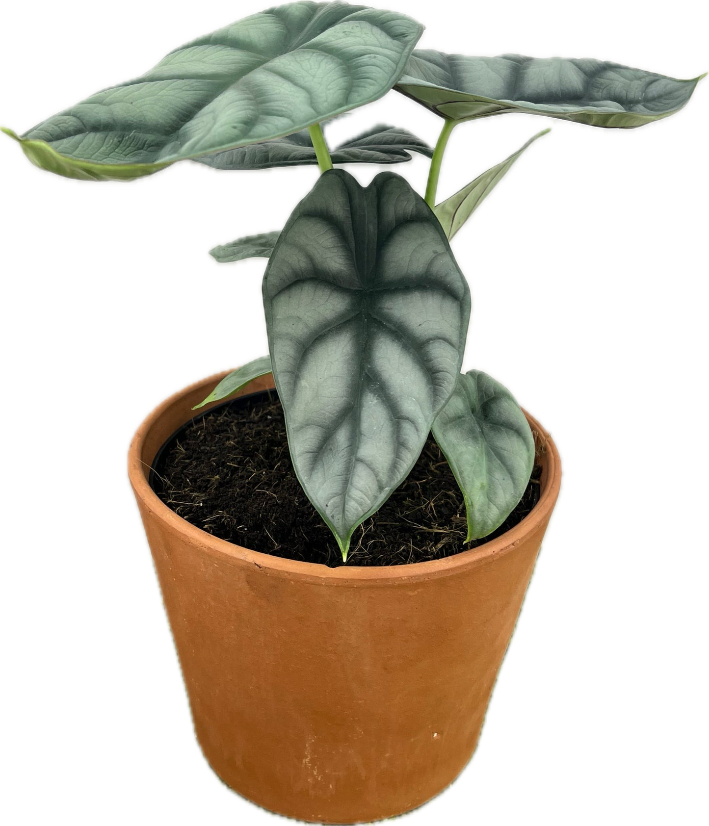 Alocasia 'Silver Dragon'