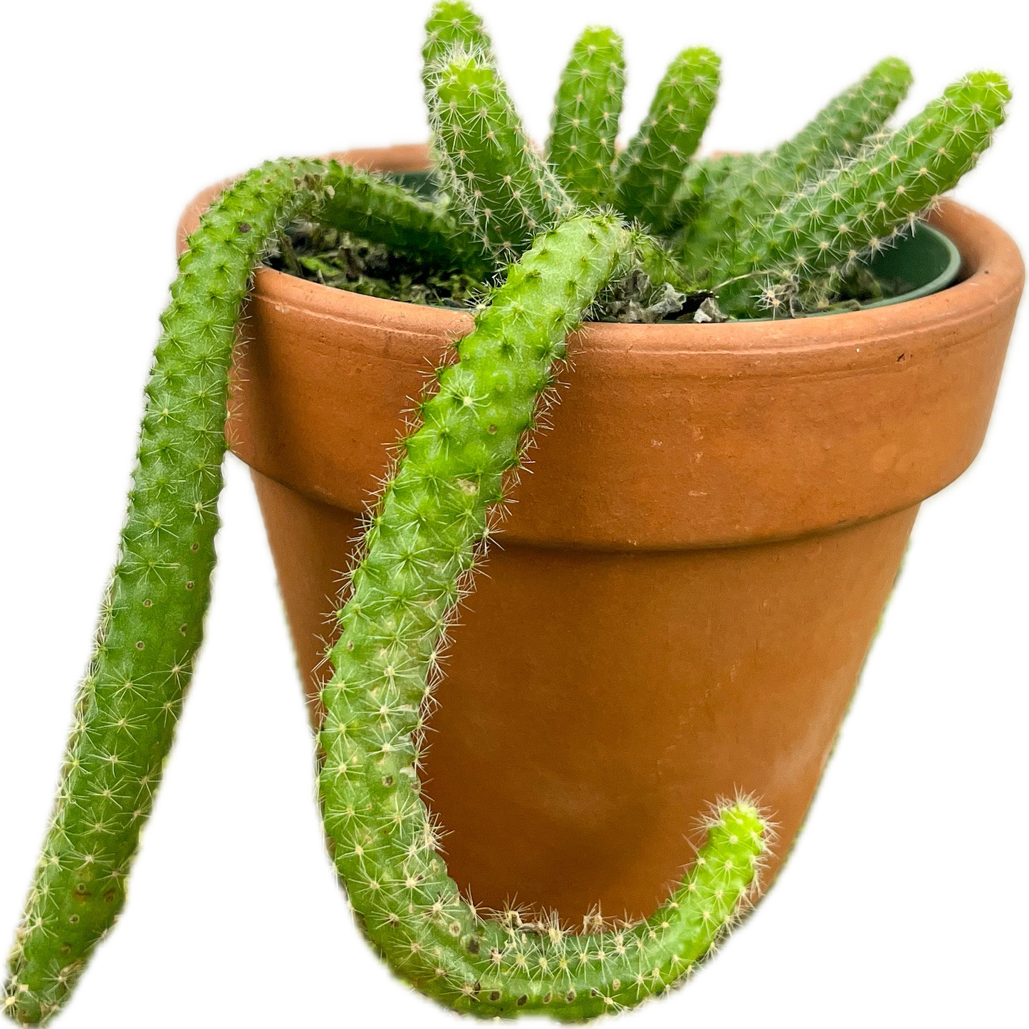 Cactus 'Peanut' 4"