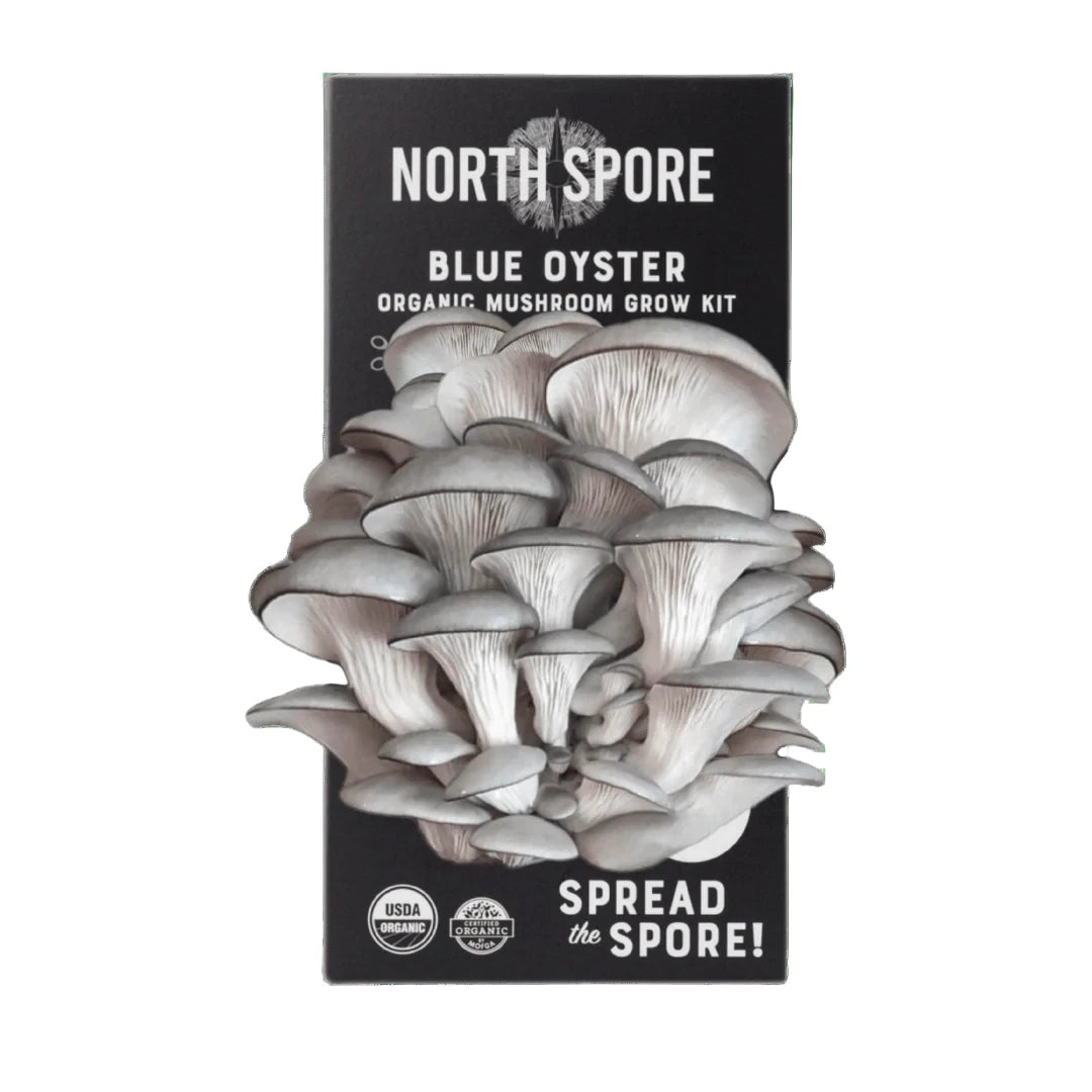Blue Oyster Grow Kit
