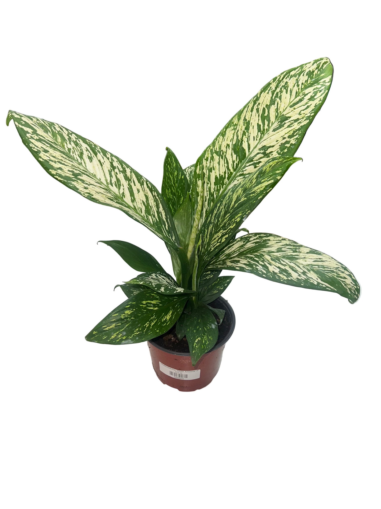 Dieffenbachia 'White Amoena' 6"