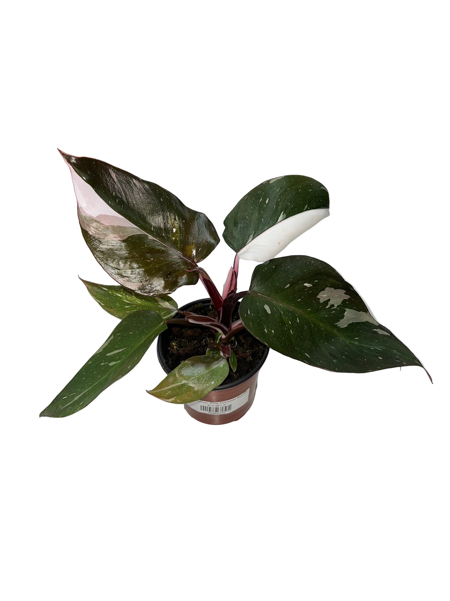 Philodendron 'Pink Princess Marble'