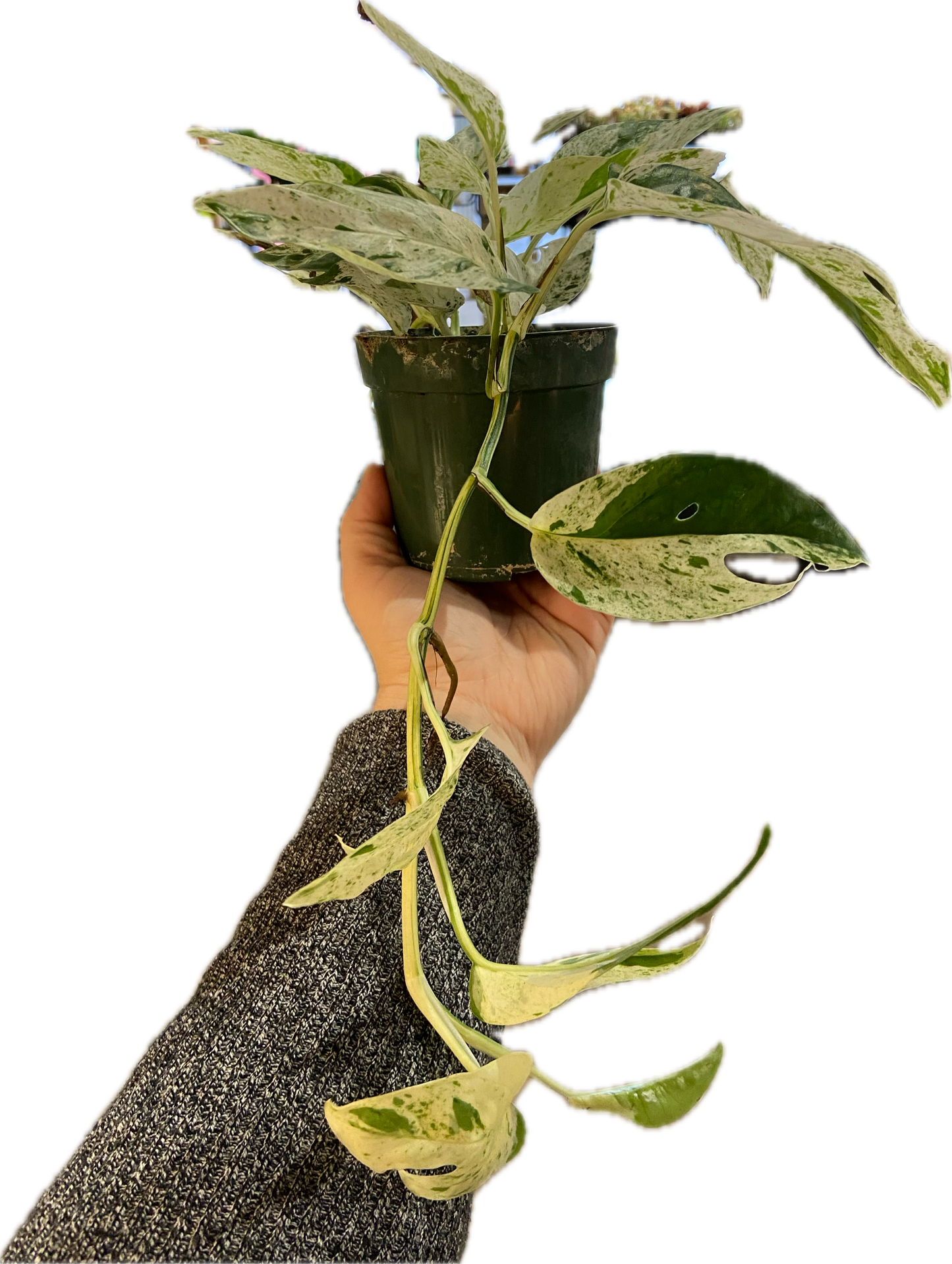 Epipremnum ‘Marble’ 4”