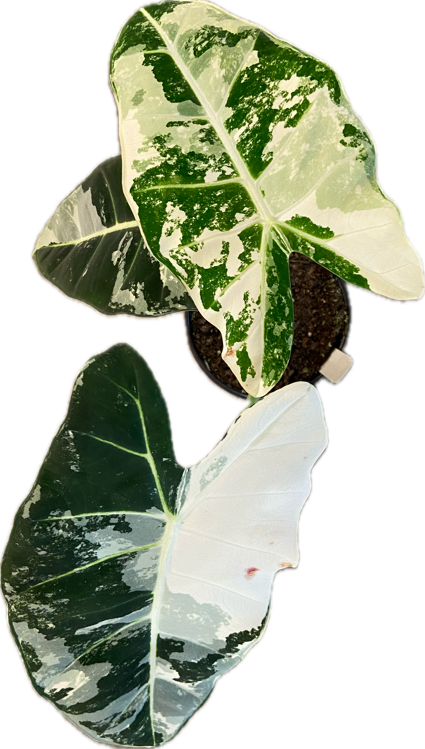 Alocasia 'Frydek Variegata' 6"
