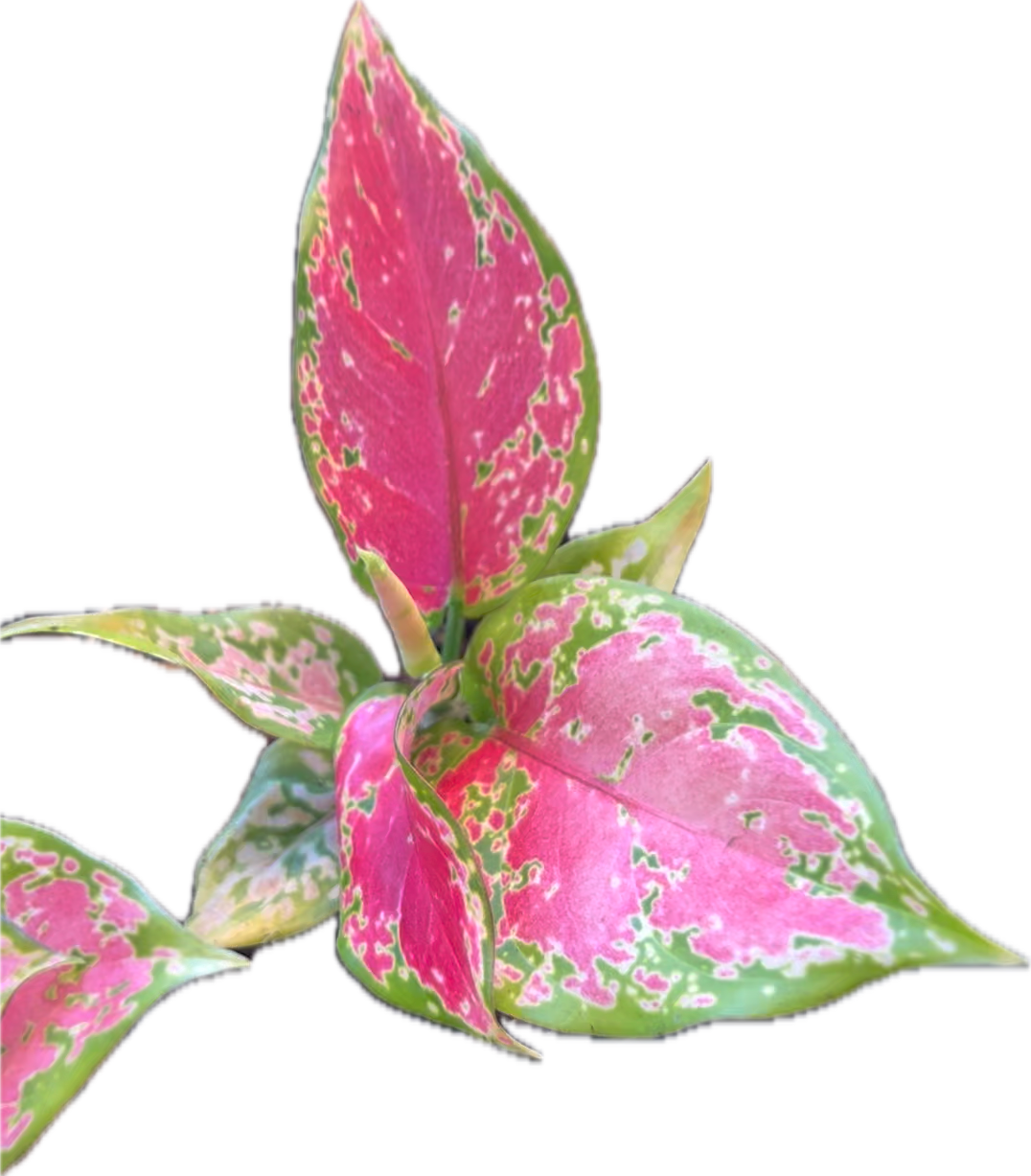 Aglaonema 'Pink Pearl' 4"