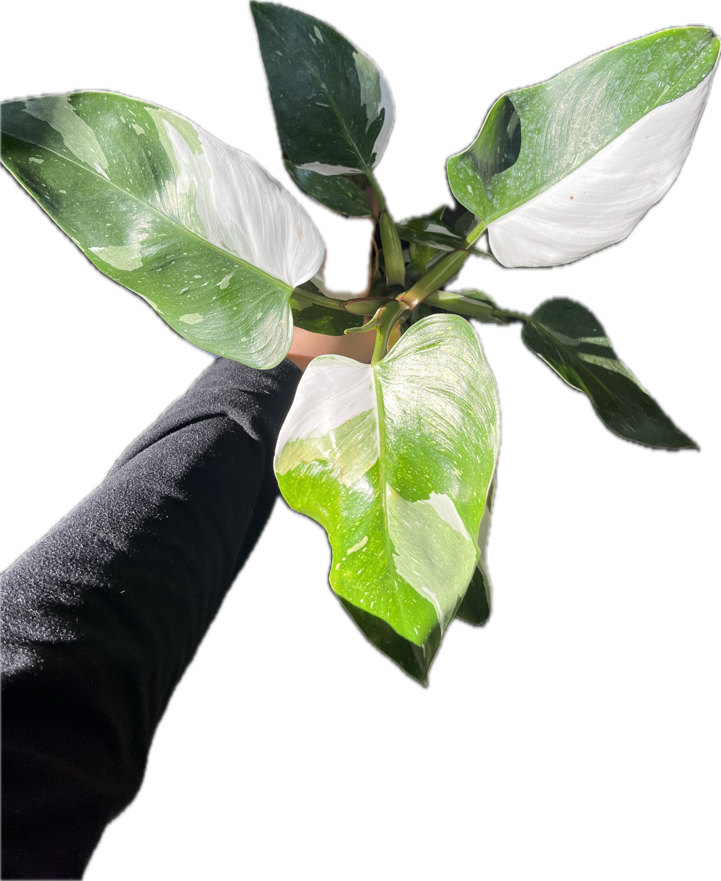 Philodendron 'White Princess' 4"