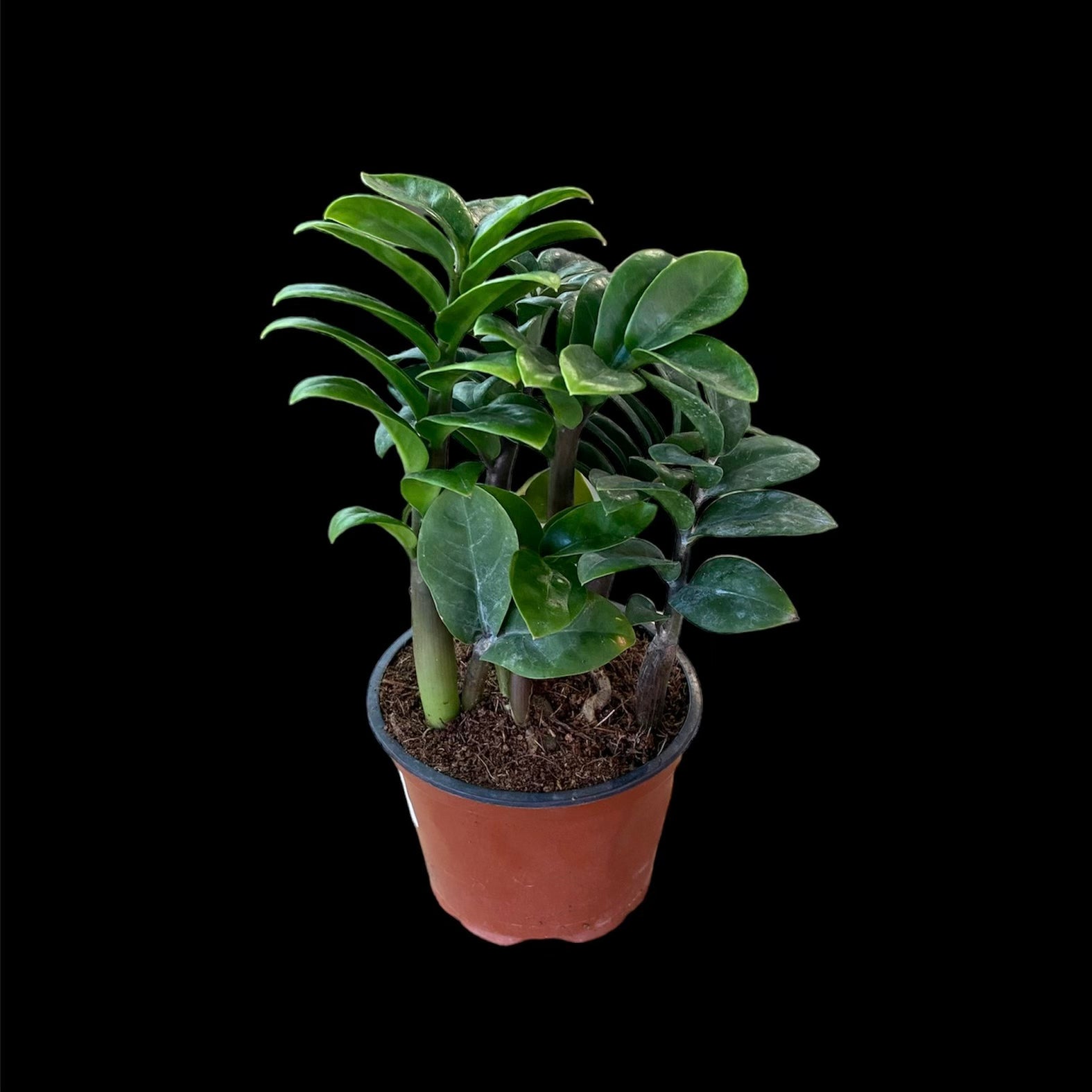 zz plant zenzi ZZ 'Zenzi' 4" – The Plant Room