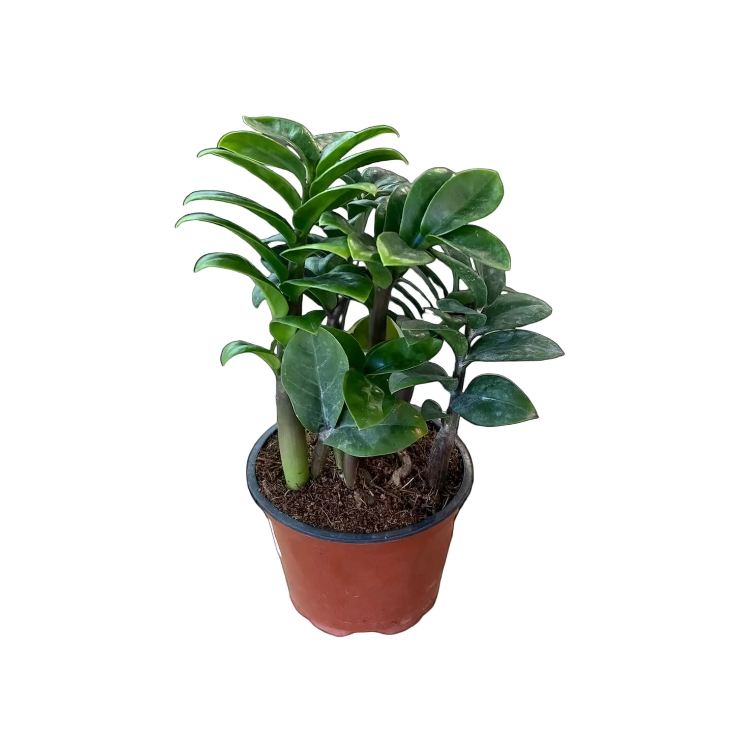 ZZ 'Zenzi' 4"