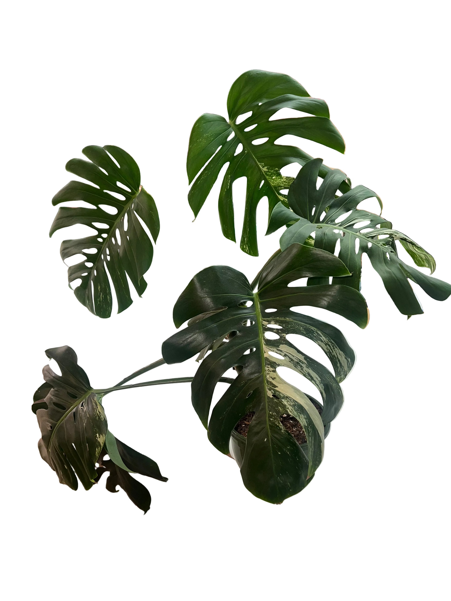 Monstera ‘Albo’