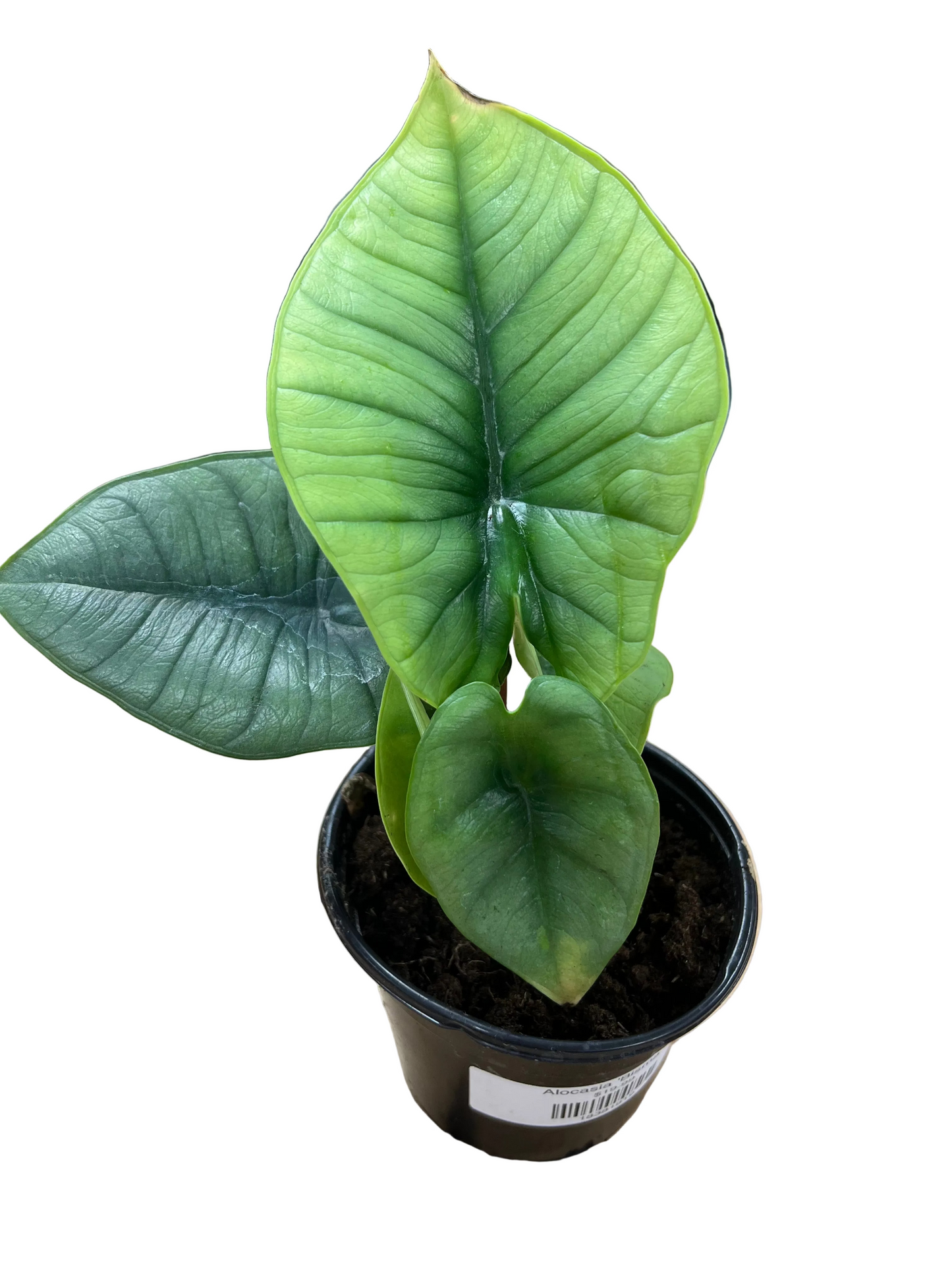 Alocasia 'Bisma 4"