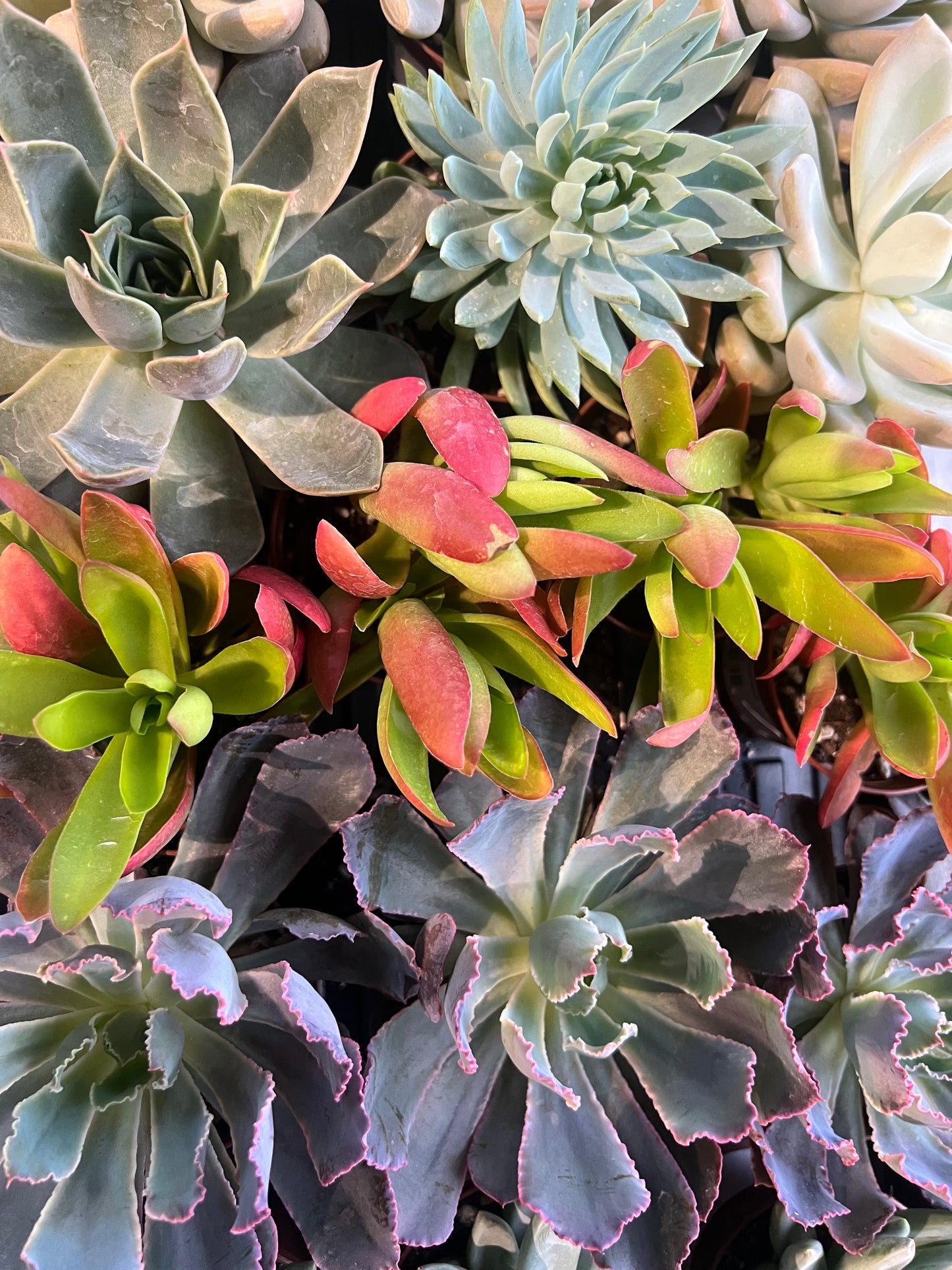 Succulent Assorted