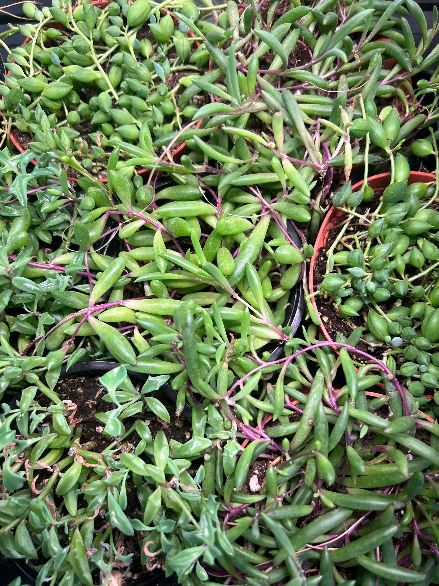 String of Things Assorted