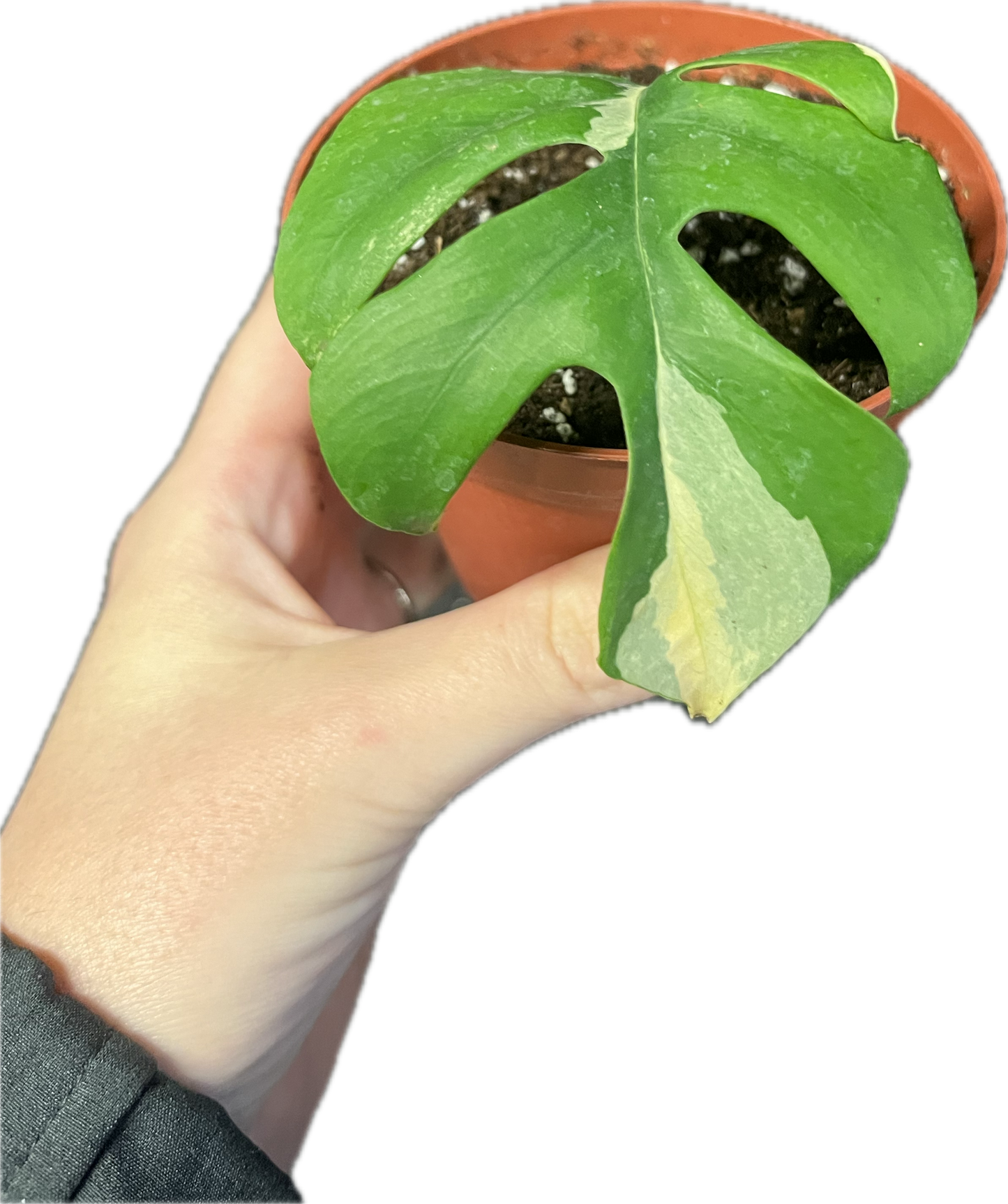 Rhaphidophora ‘Tetrasperma Variegata’ 4”