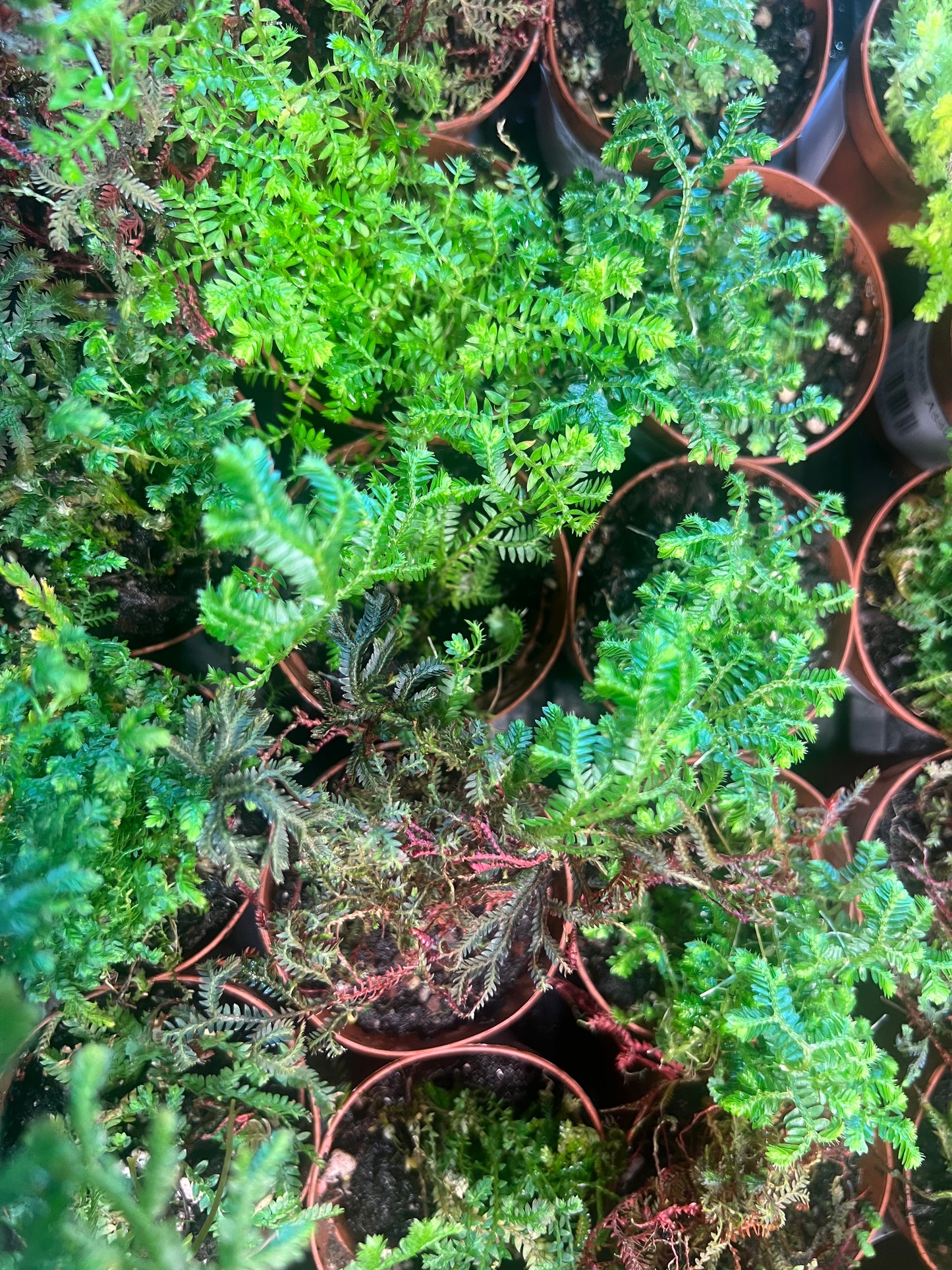 Selaginella Moss Asst 2"