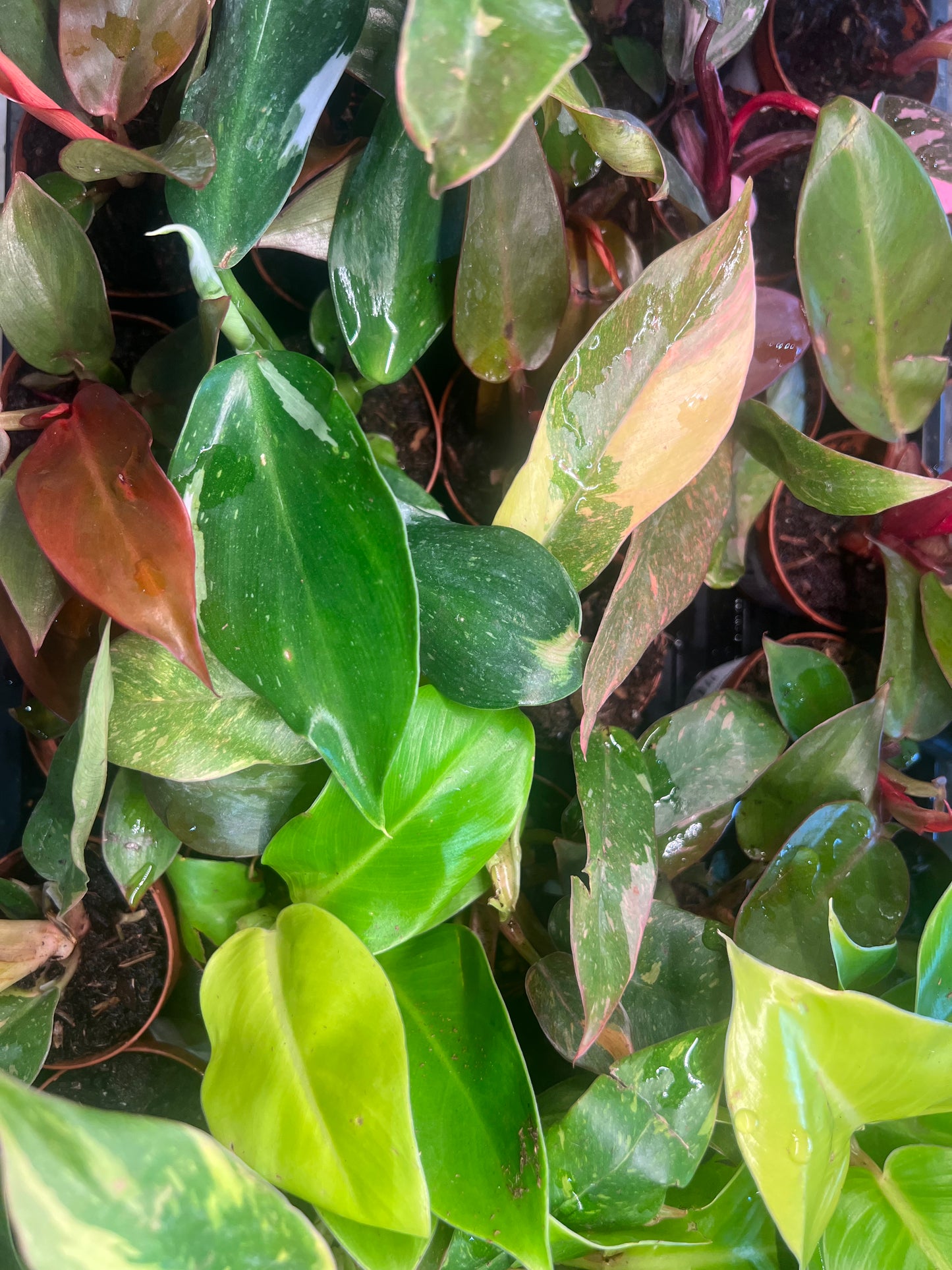 Philodendron Asst 2"