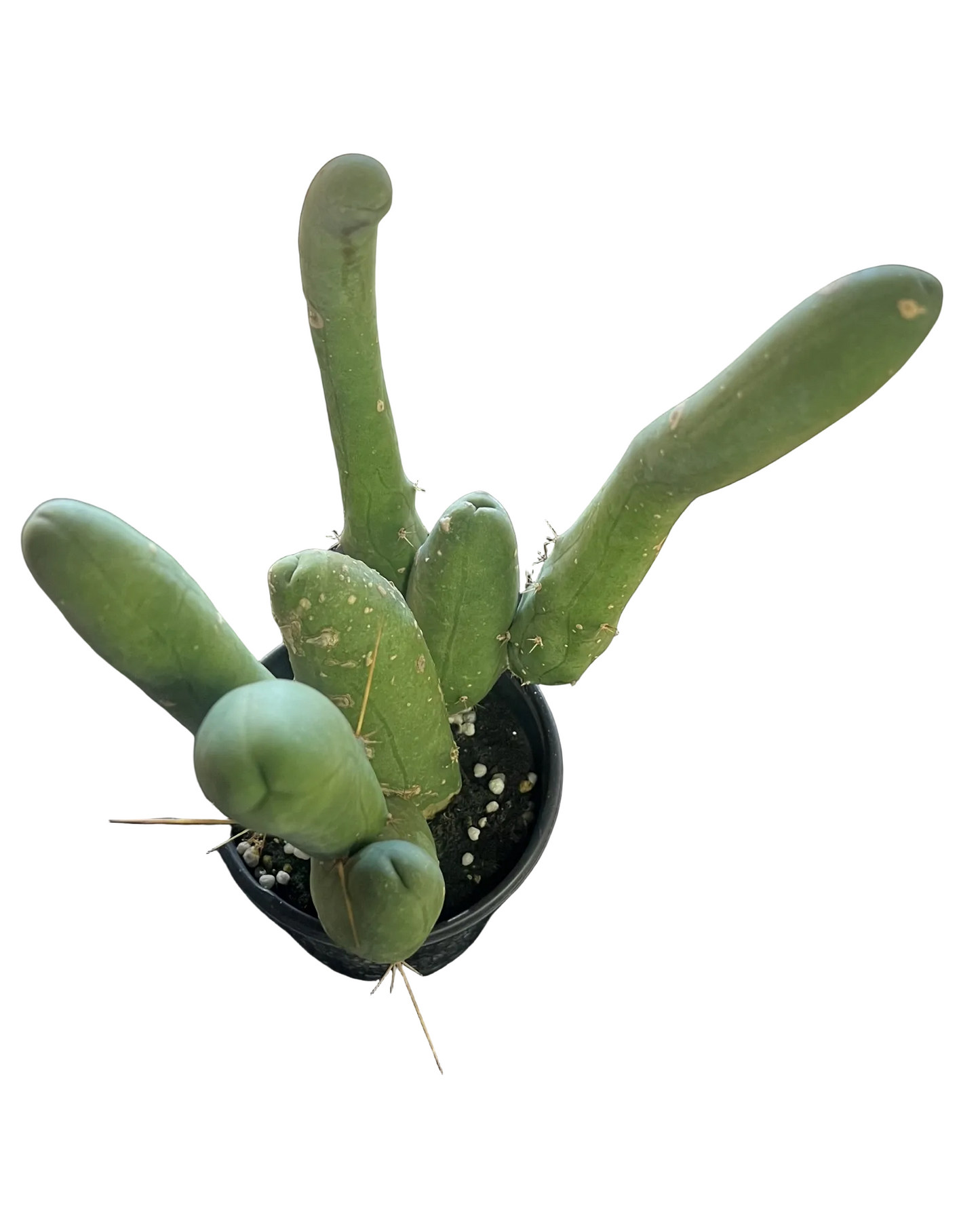 Trichocereus Bridgesii 'Penis Cactus' 4"