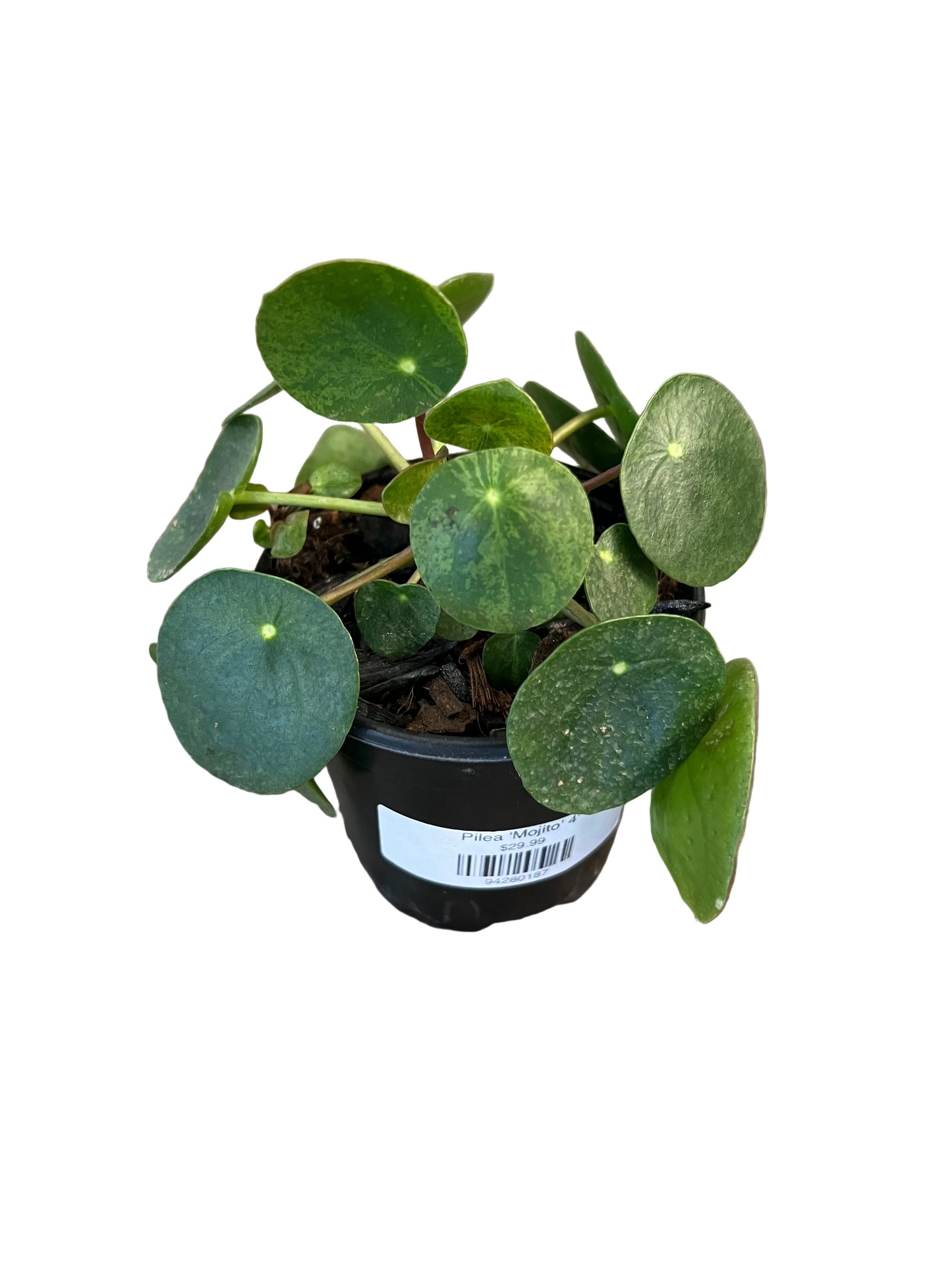 Pilea 'Mojito' 4"