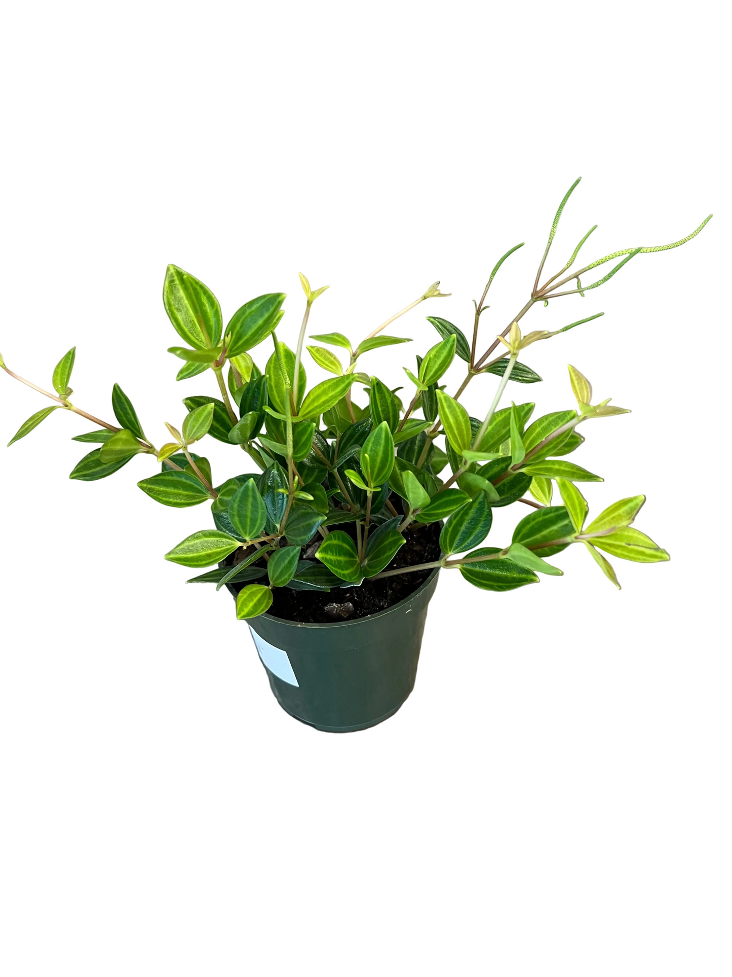 Peperomia 'Angulata'
