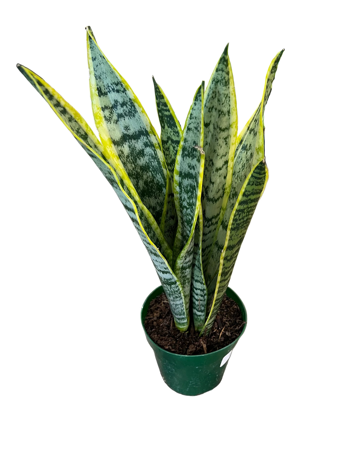 Sansevieria ’Laurentii’