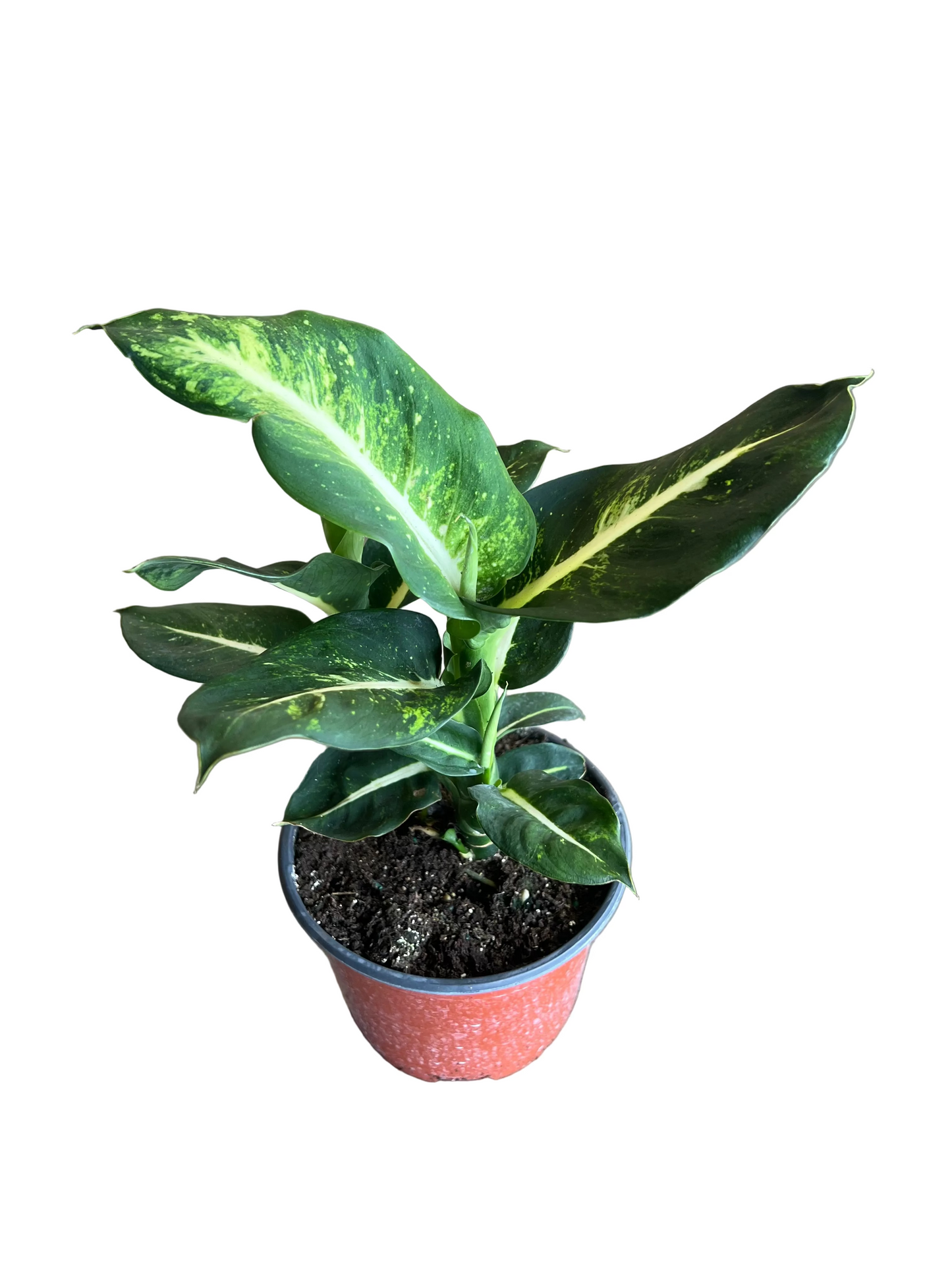 Dieffenbachia 'Green Magic' 6"