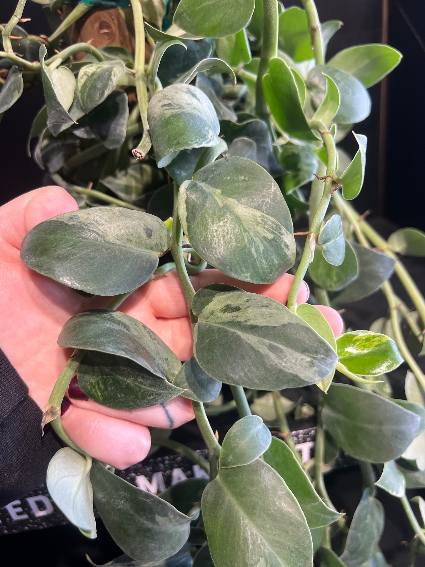 Rhaphidophora 'Hayii Variegated' 6"