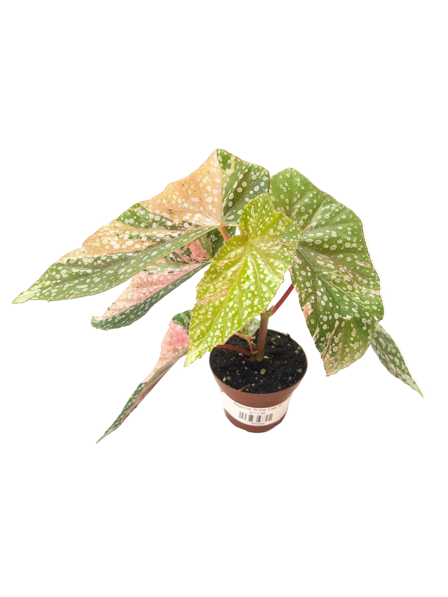 Begonia 'Snow Cap' 4"