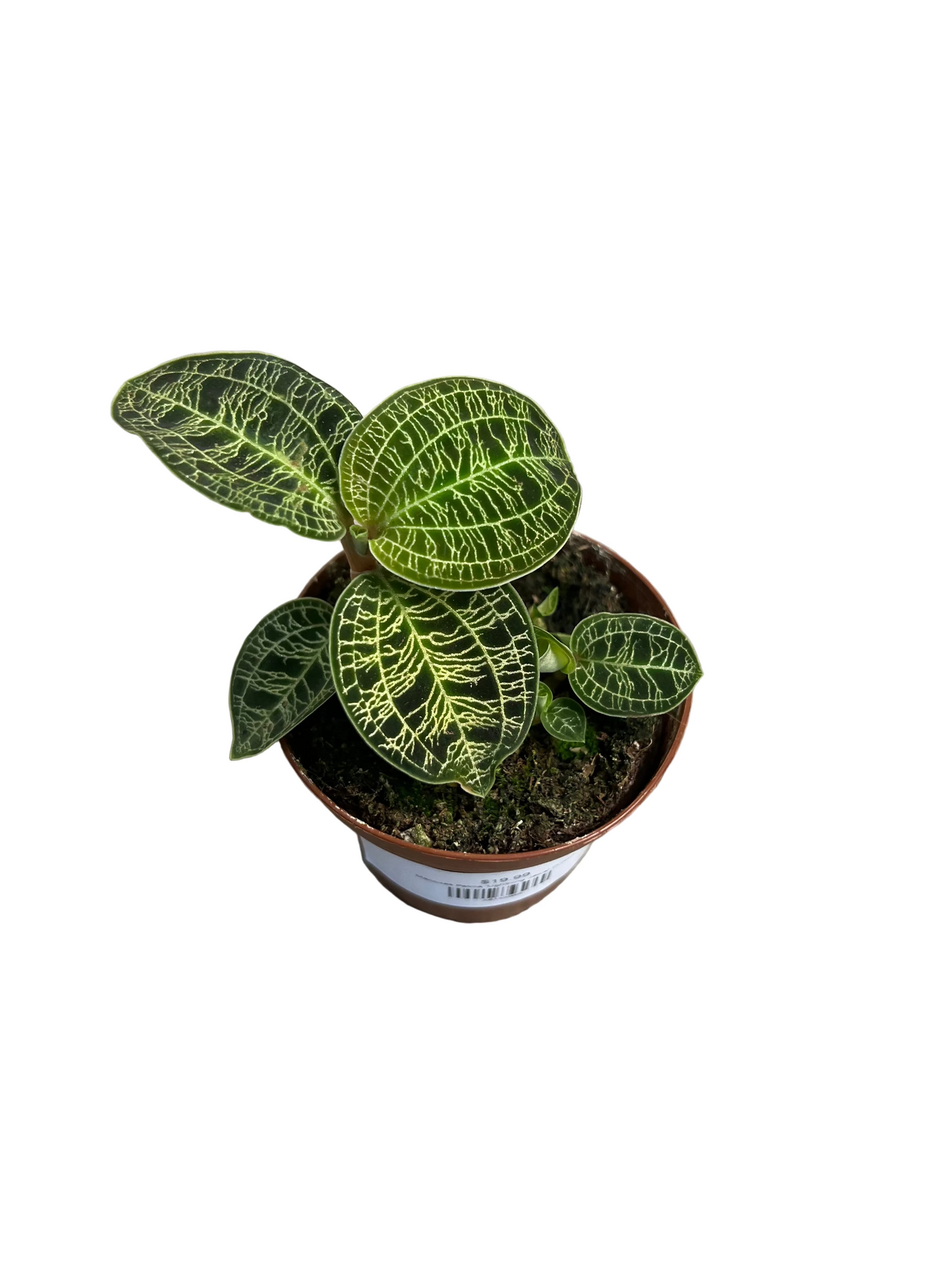 Macodes Petola 'Lightning Jewel Orchid' 3”