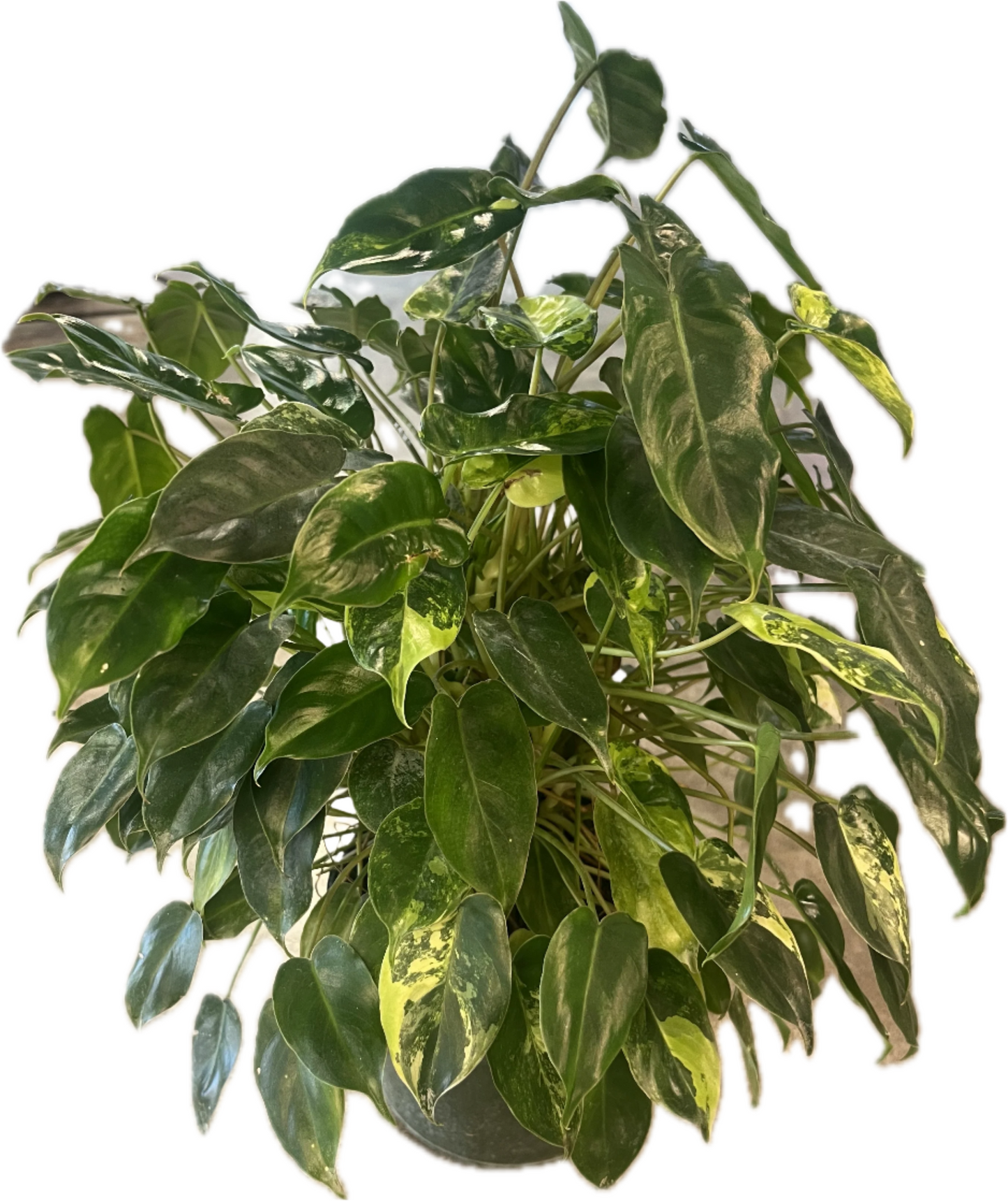 Philodendron 'Burle Marx Variegated' 6"