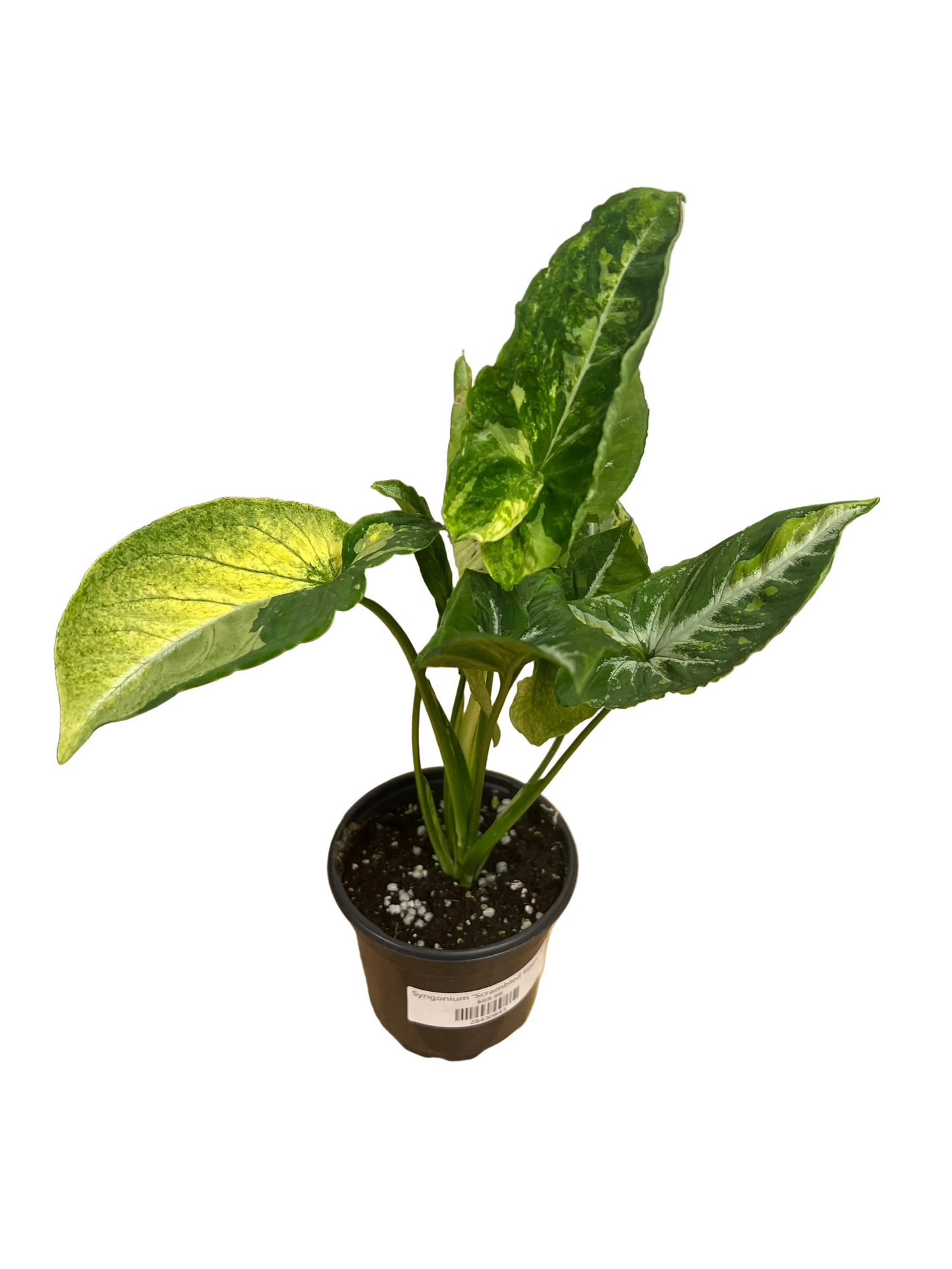 Syngonium 'Scrambled Eggs' 4"