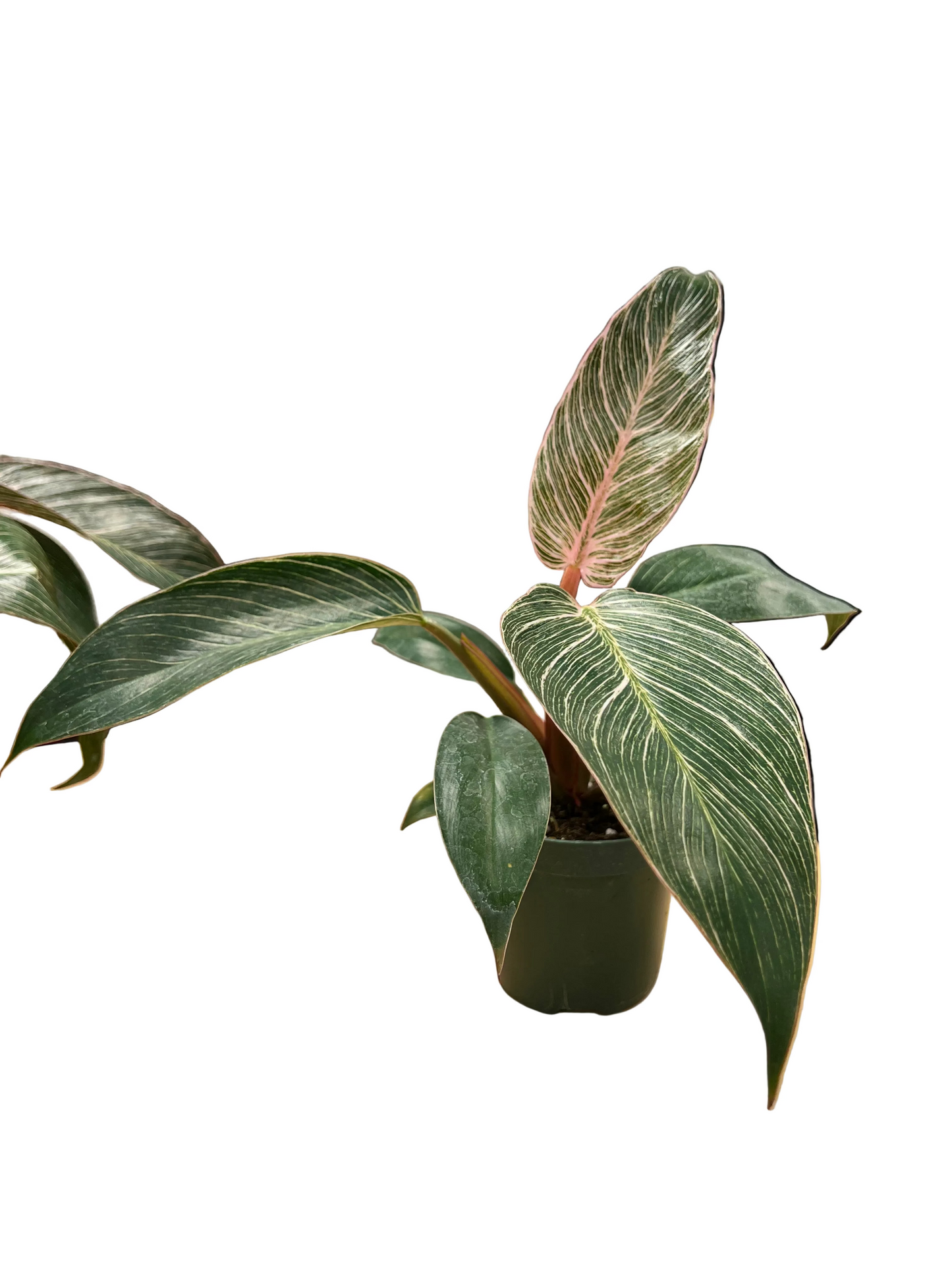 Philodendron Birkin Pink 4"