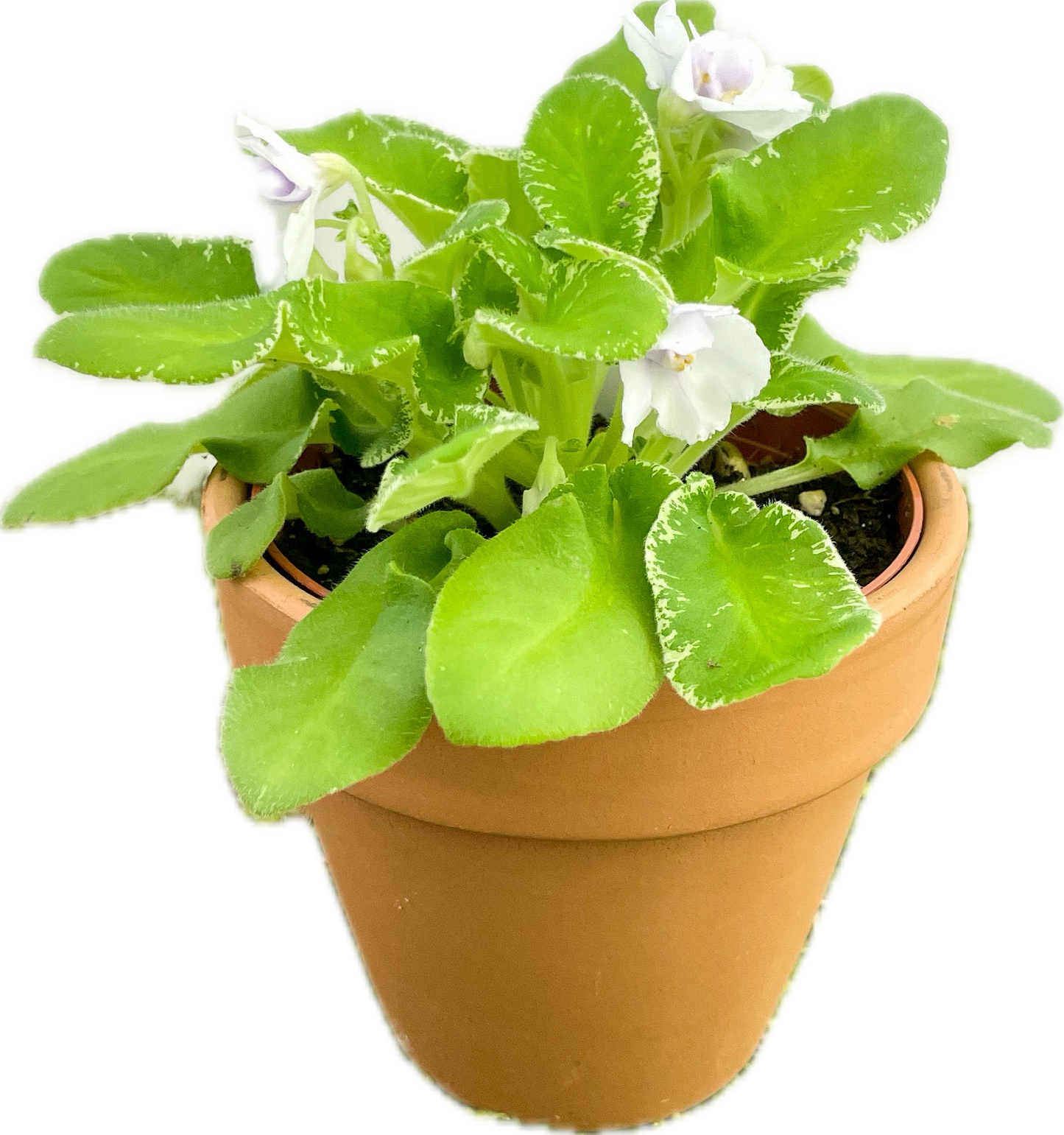 African Violet