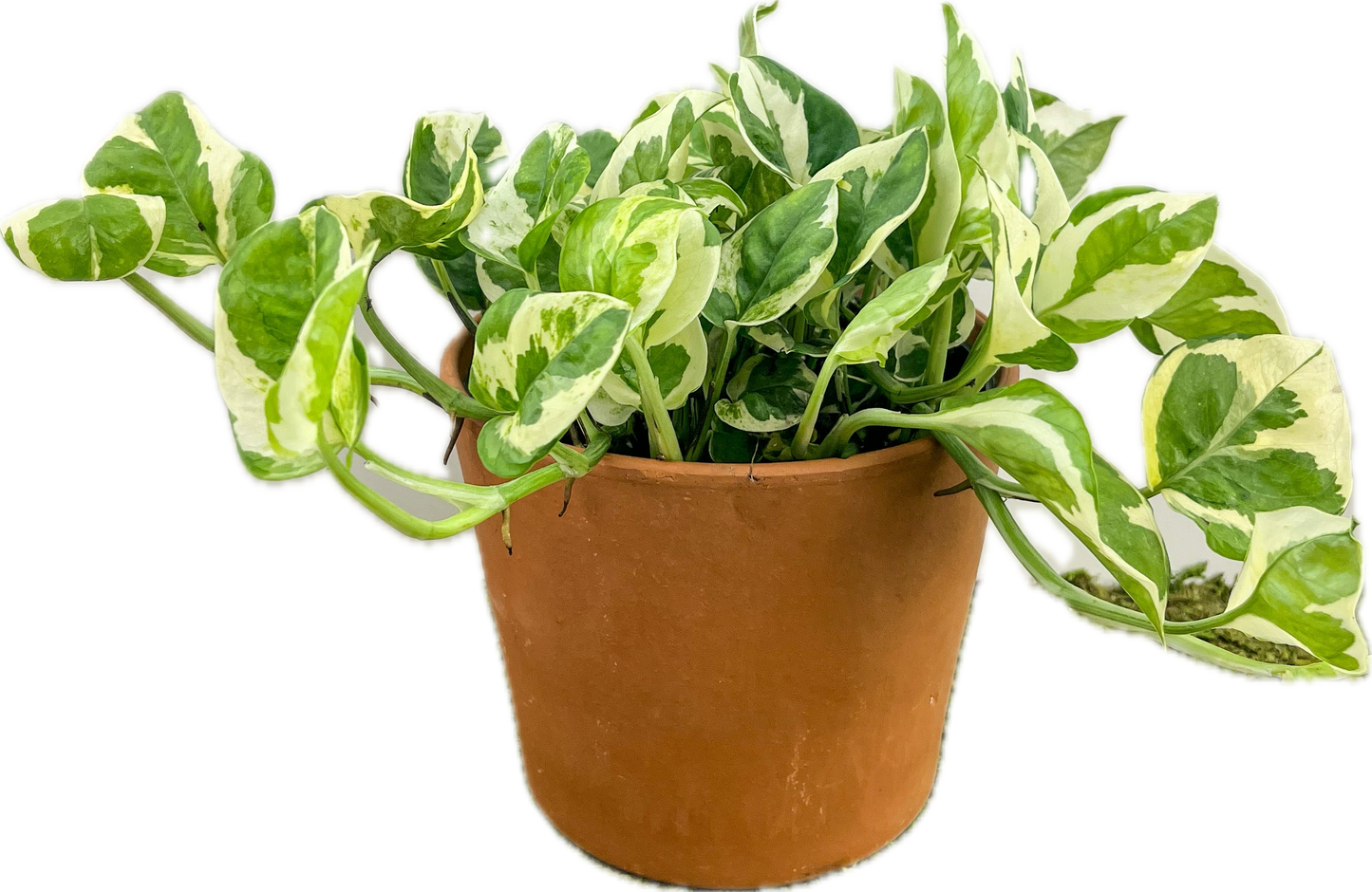 Epipremnum 'Pearls and Jade Pothos'