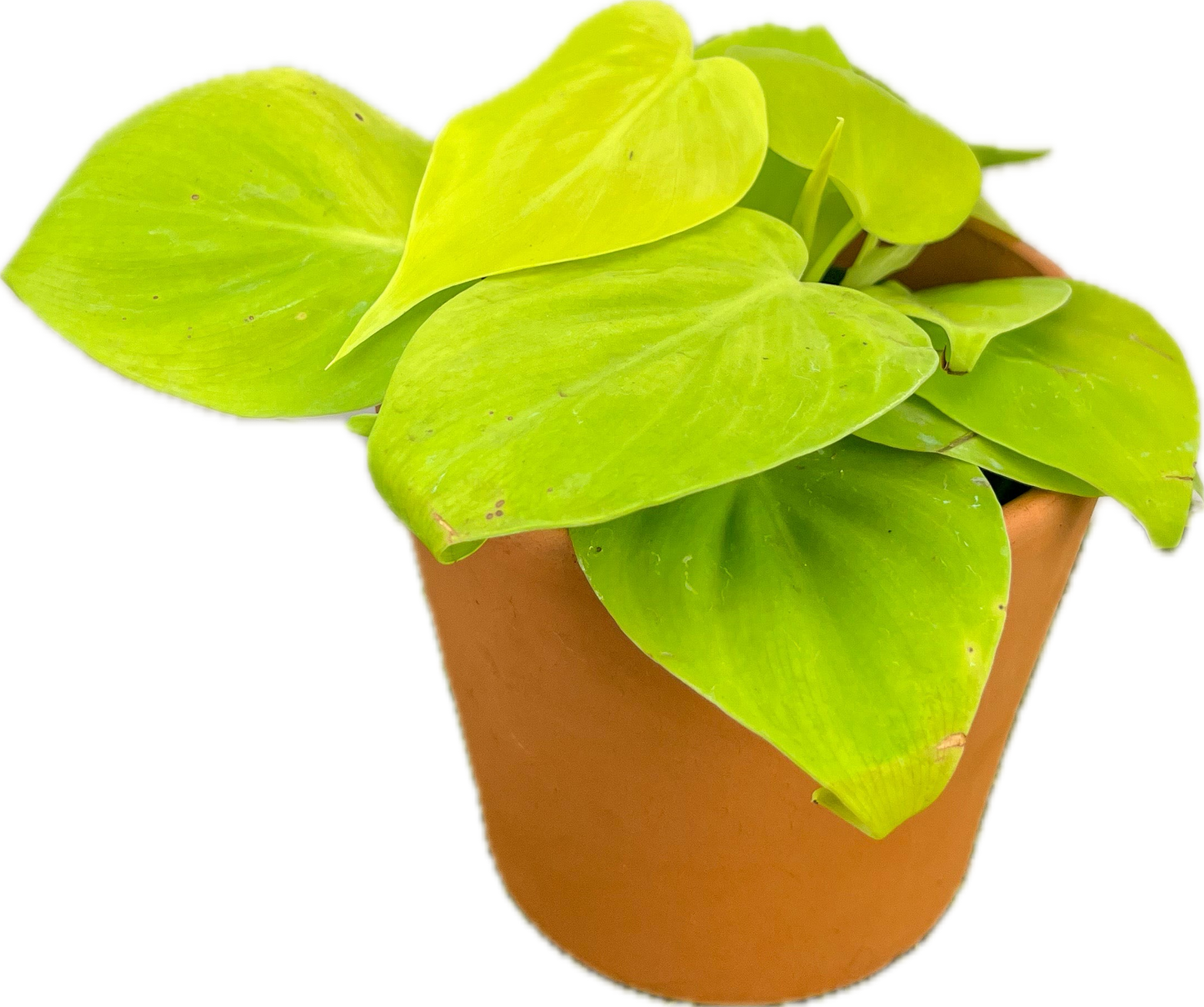 Philodendron ‘Neon Heart Leaf'