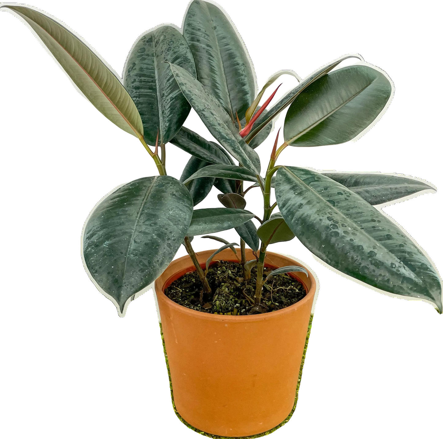 Ficus 'Burgundy'