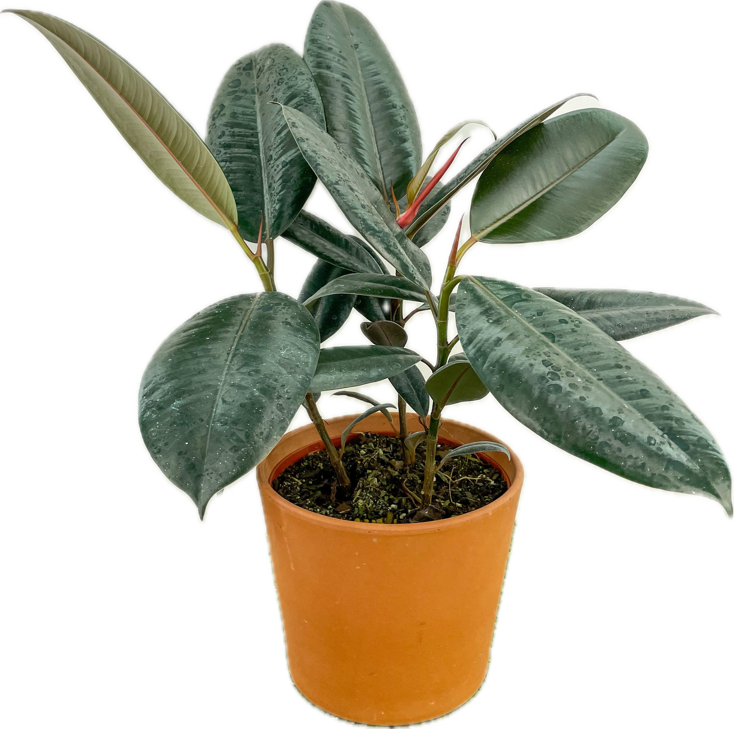 Ficus 'Burgundy'