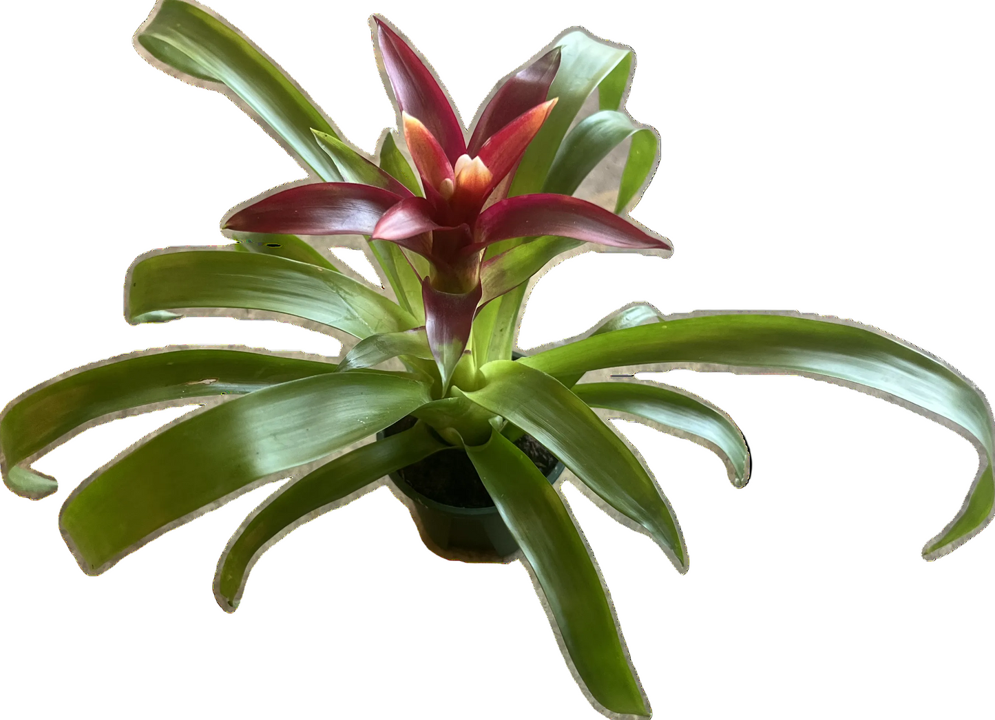 Mini Bromeliad 2.5”