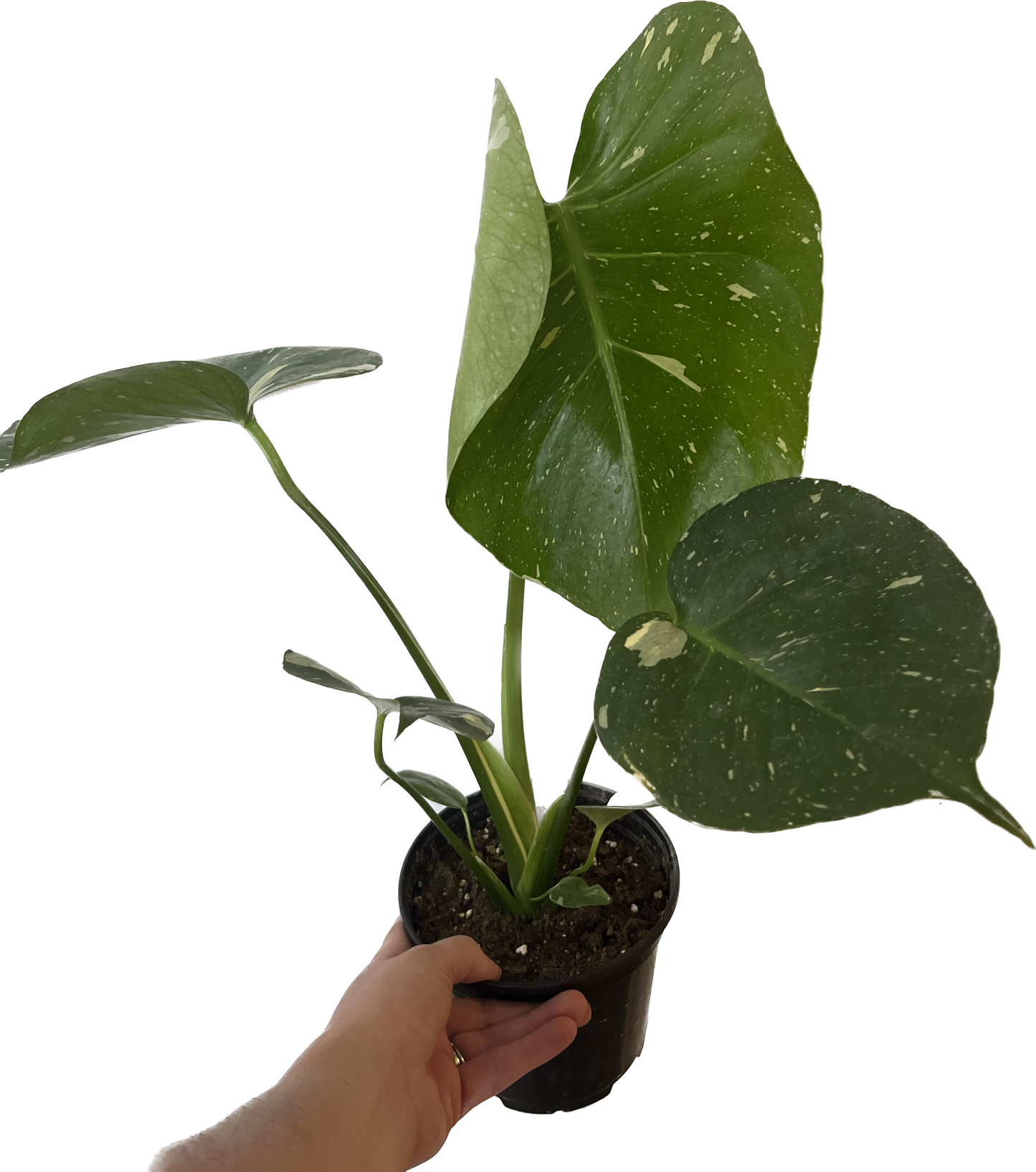 Monstera 'Thai Constellation' 6"