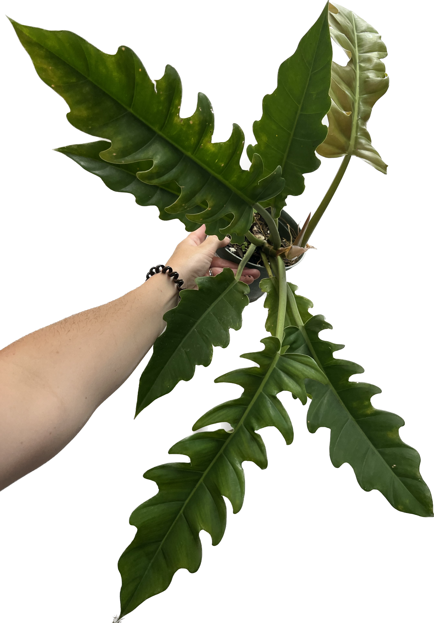 Philodendron 'Jungle Boogie' 4"
