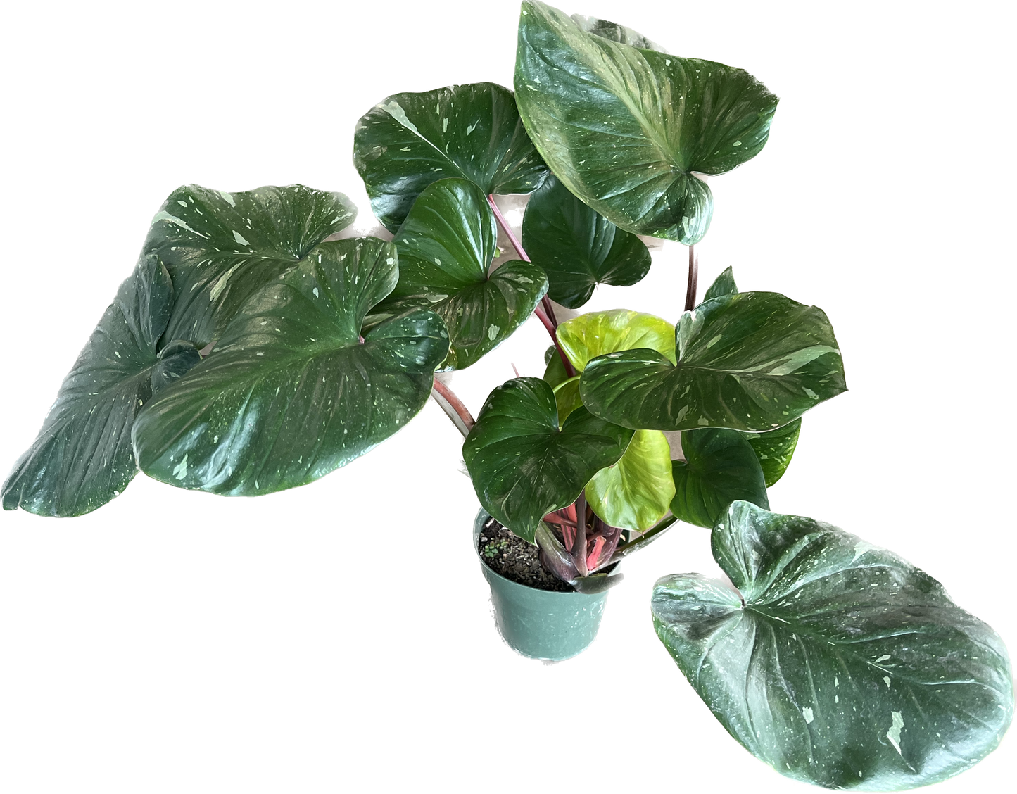 Homalomena ‘Rubescens Variegata’ 6”