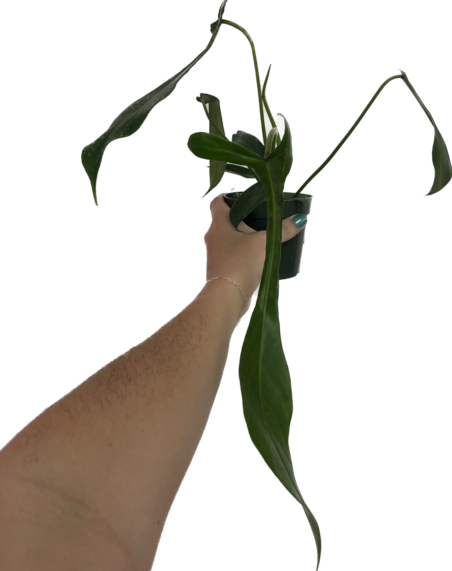 Philodendron ‘Joepii’ 4”