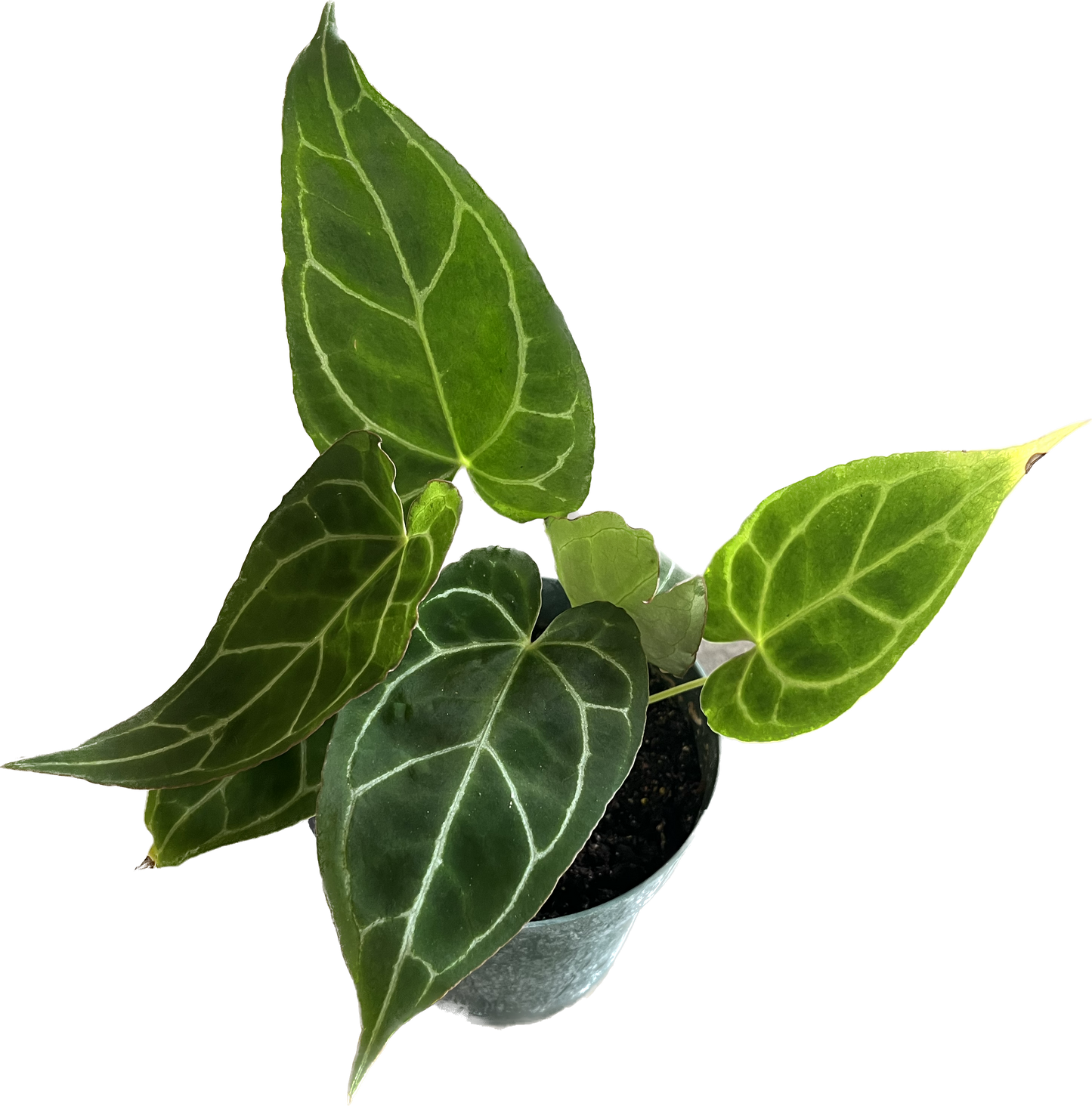 Anthurium ‘Crystallinum’ 4”