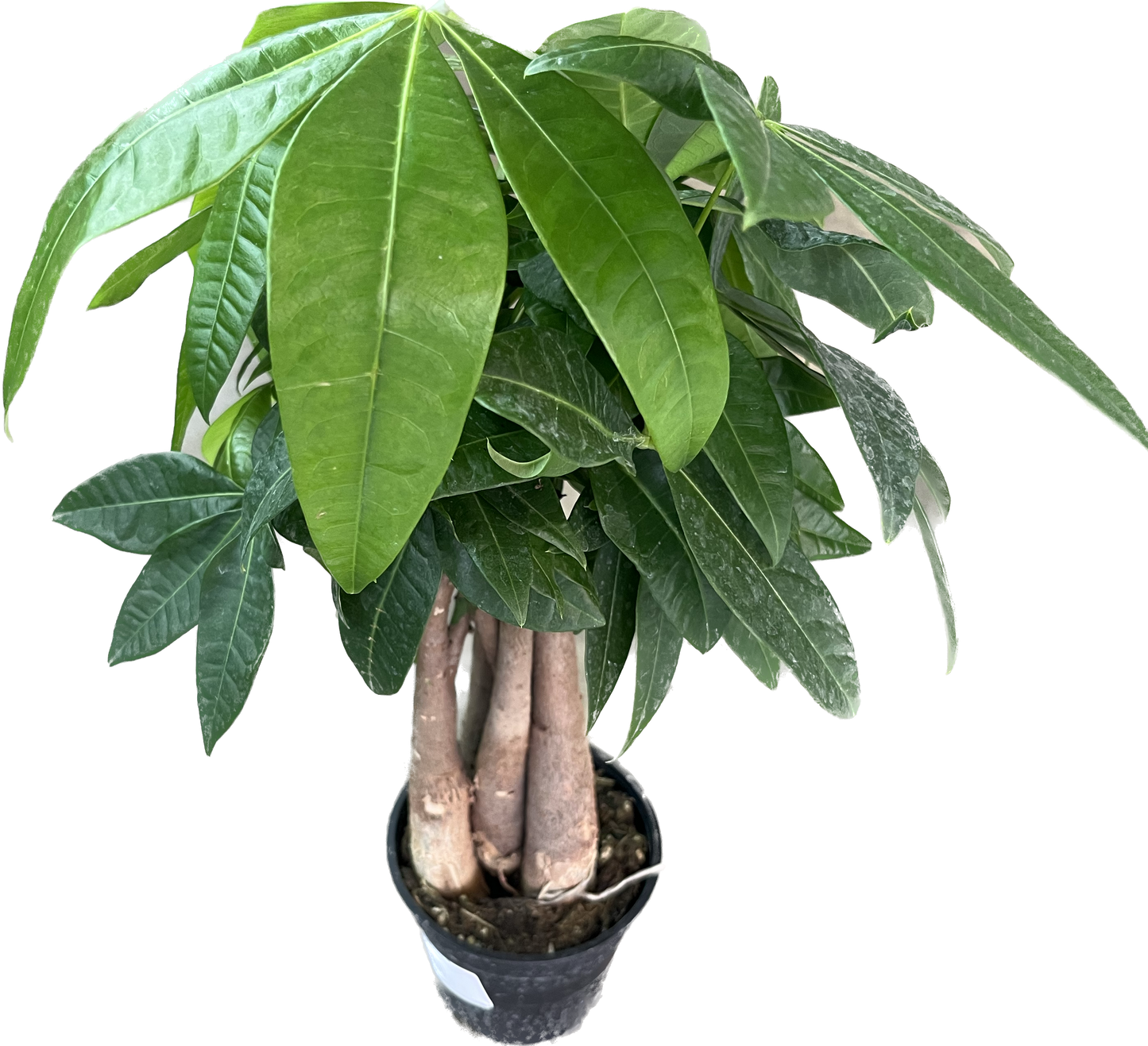 Pachira Aquatica 'Money Tree'