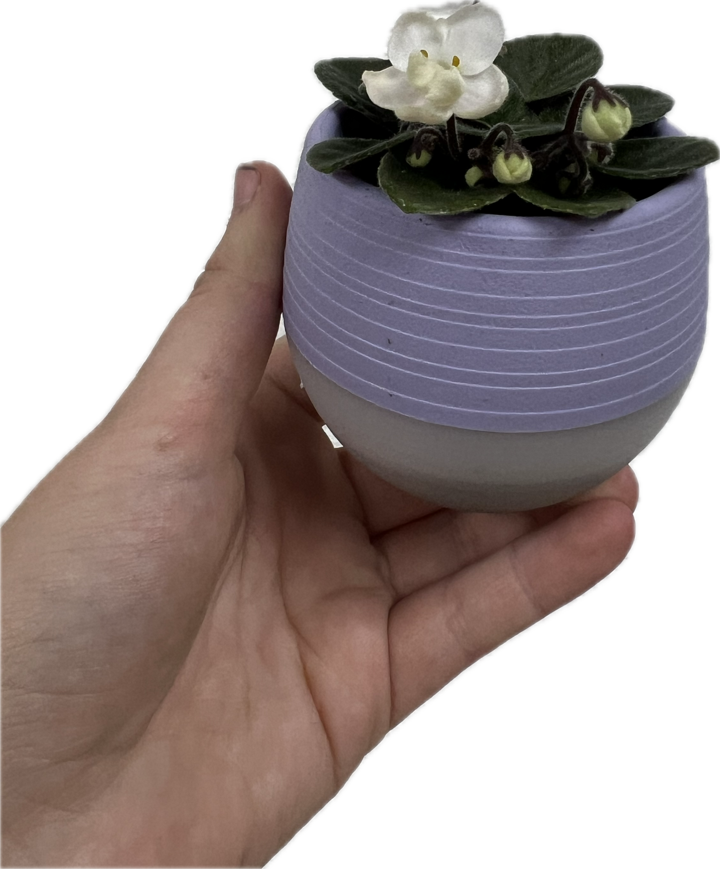 African Violet